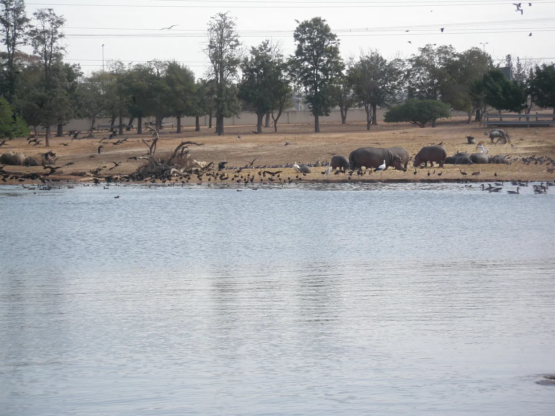 Animals at the edge of the lake at the Ramat Gan Safari, with trees behind