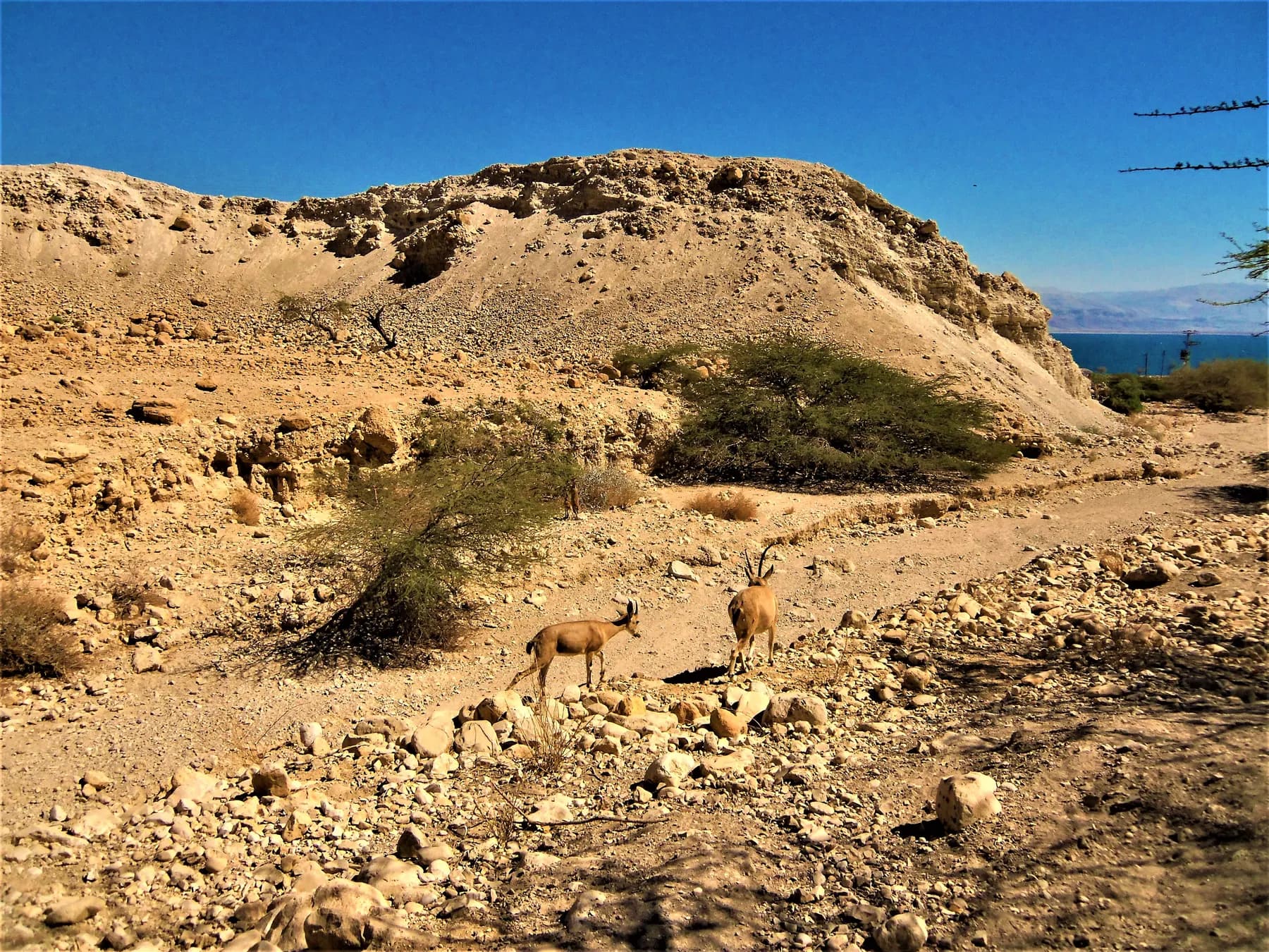 Two ibex on the stony bed of a desert wadi at Ein Gedi, with dry scrub, pale limestone slopes and a strip of the Dead Sea beyond