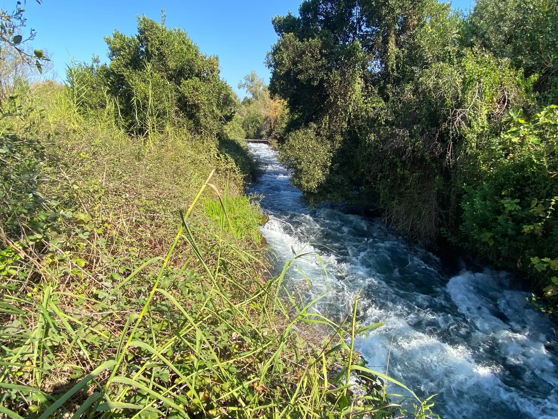 A fast, foaming stream running between banks of dense green reeds and trees under a clear blue sky