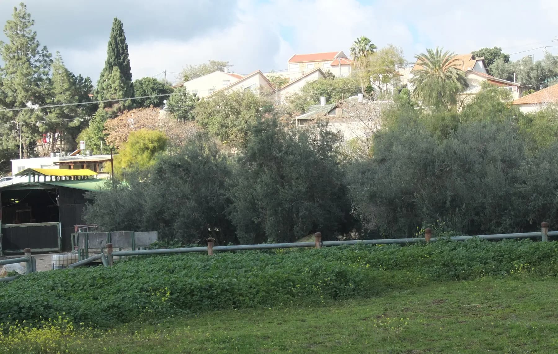 Houses with red roofs among palms and cypresses on a rise in Aderet, above olive trees and farm sheds, with a green field in front.