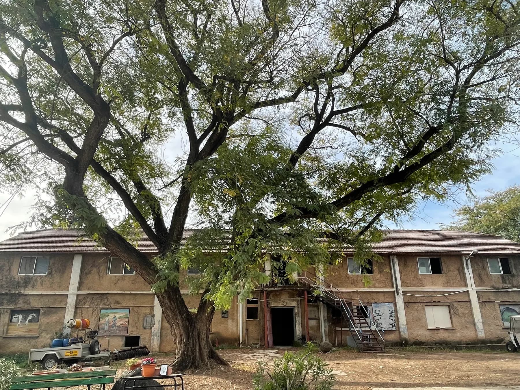 A large tree spreading over a yard in Ayelet HaShahar, in front of a long old two-storey building with an outdoor staircase.
