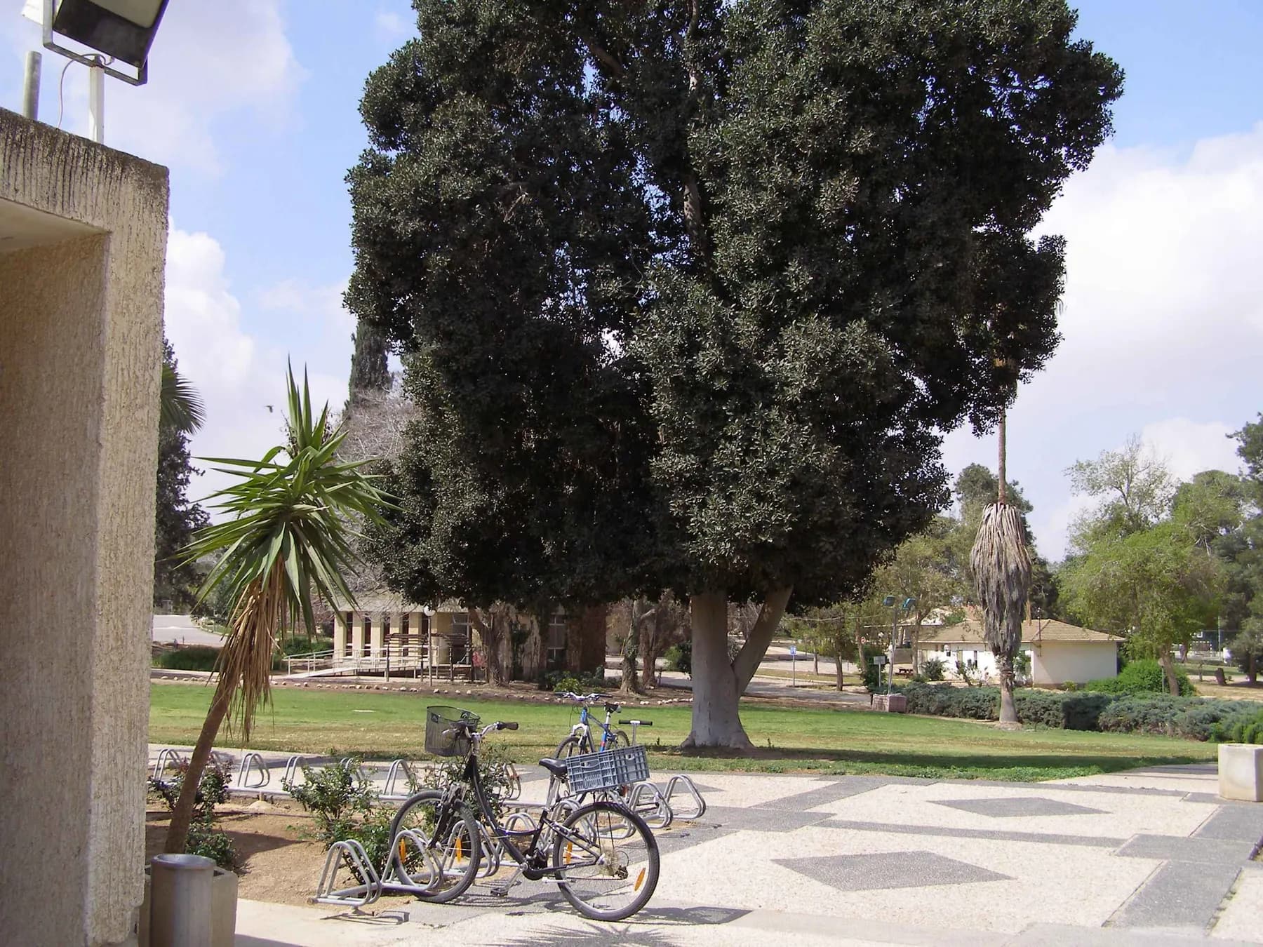 A large shade tree on a lawn in Dvir, with bicycles parked beside a paved path and low buildings behind.