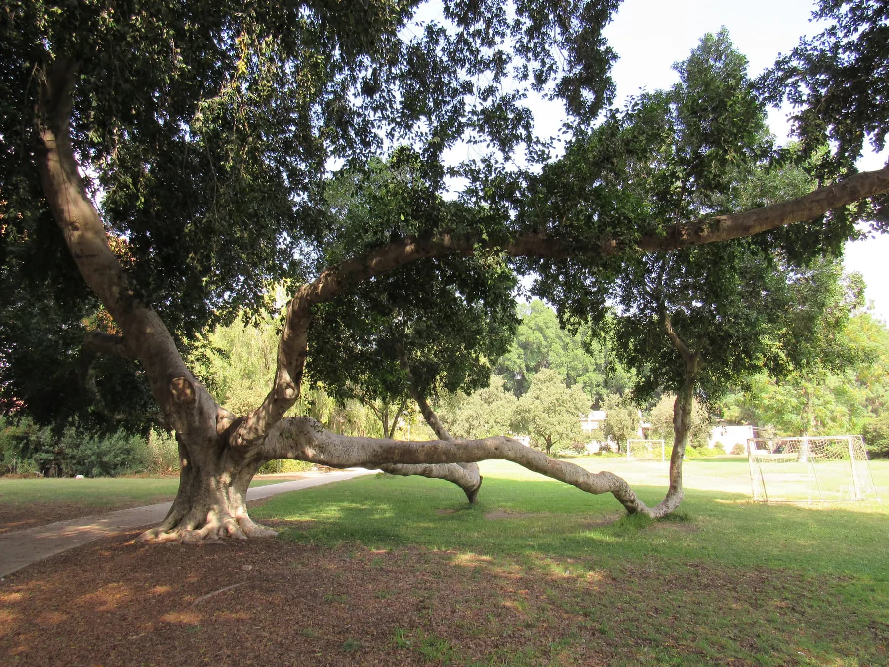 A ficus tree whose long branches sweep down to the lawn, at Kibbutz Ein Shemer