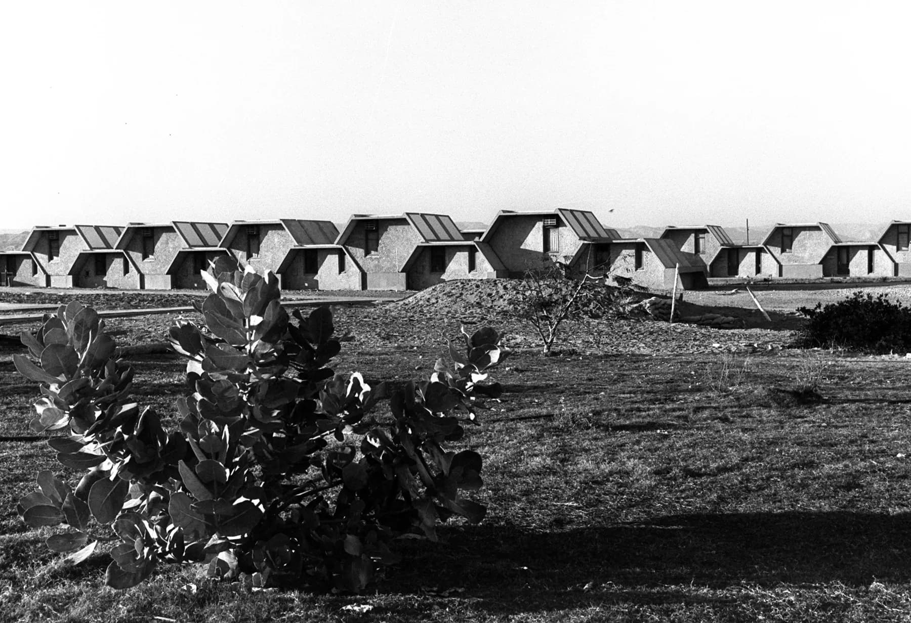 An old black-and-white photograph of a row of small houses with slanted roofs in Hatzeva, with a leafy shrub on open ground in front.