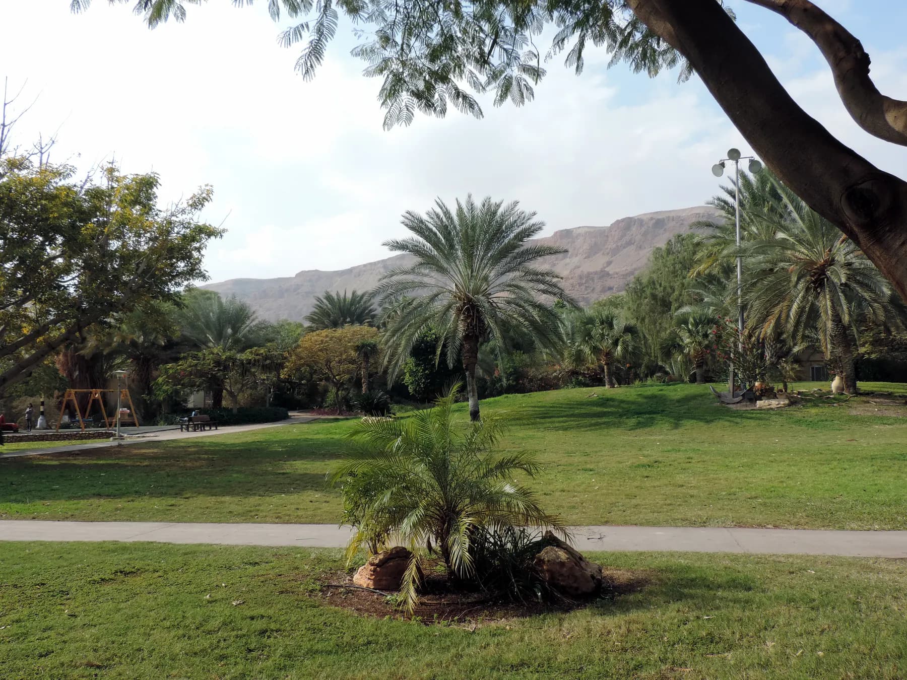 A wide lawn with date palms, trees and a path in Kalya, with bare desert cliffs rising behind.