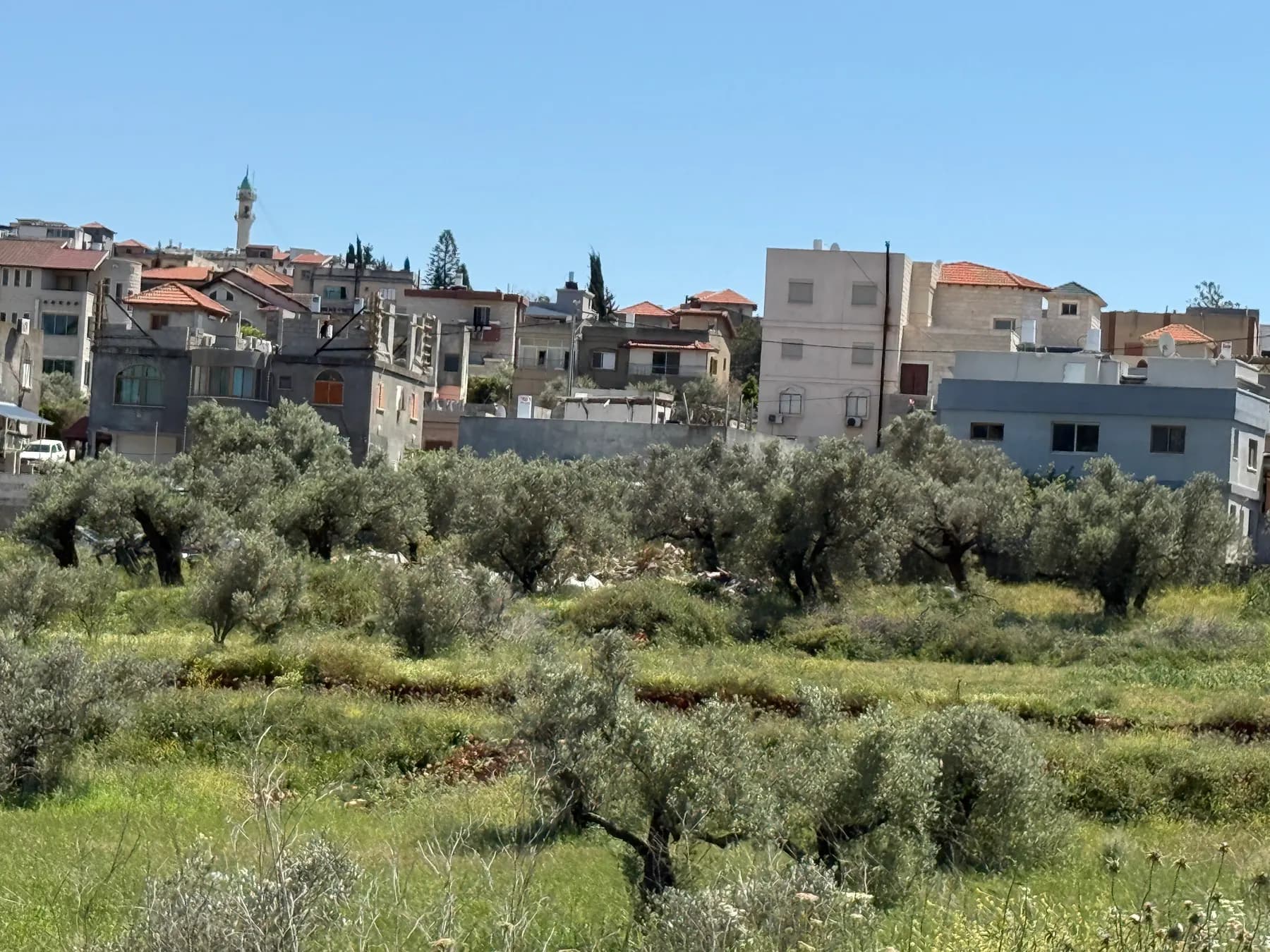 Houses of Kaukab Abu al-Hija on a hillside behind an olive grove, with a minaret rising above the rooftops.