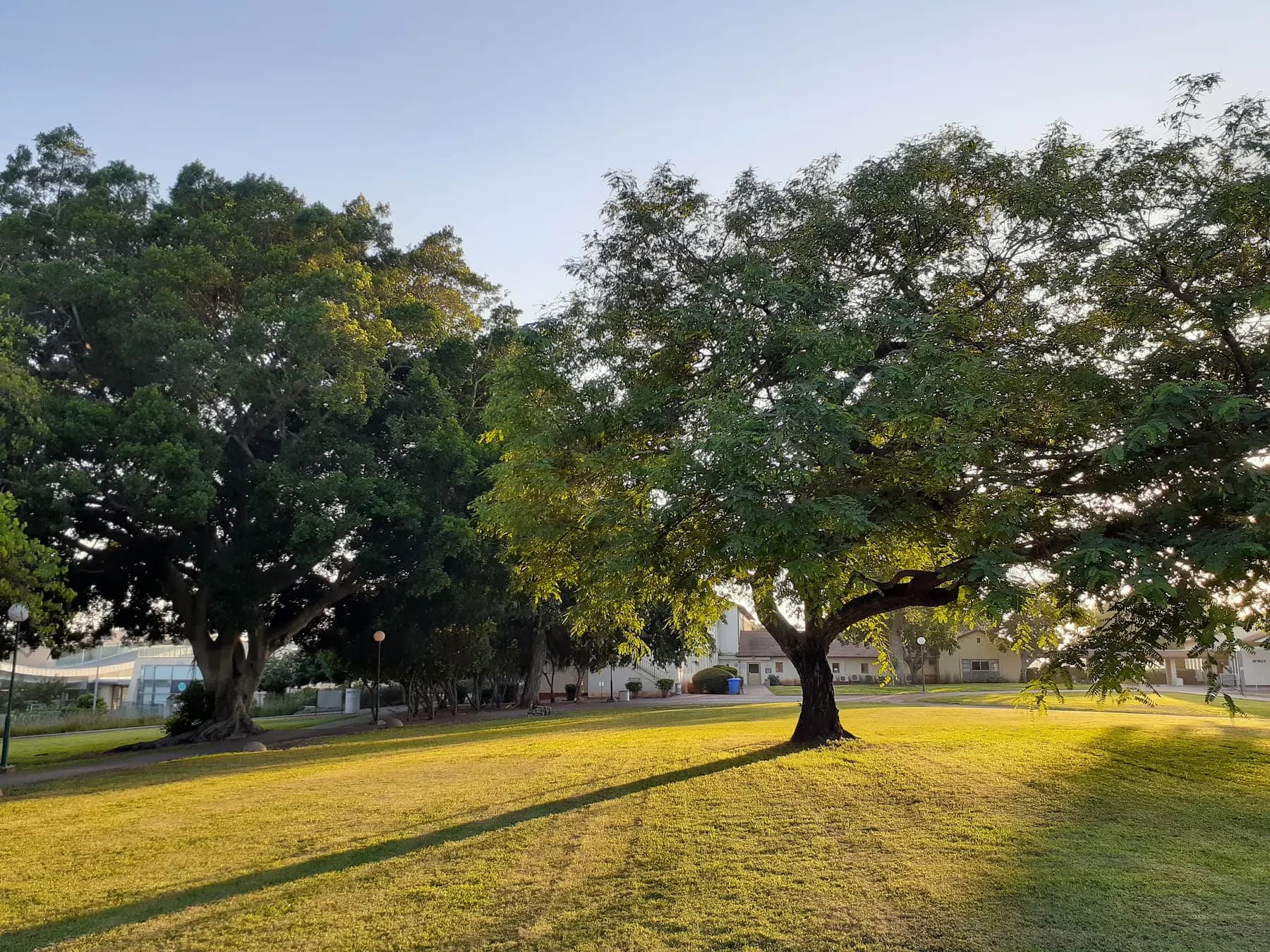 Large shade trees on a wide lawn in Kfar Monash in low evening light, with low buildings behind them.