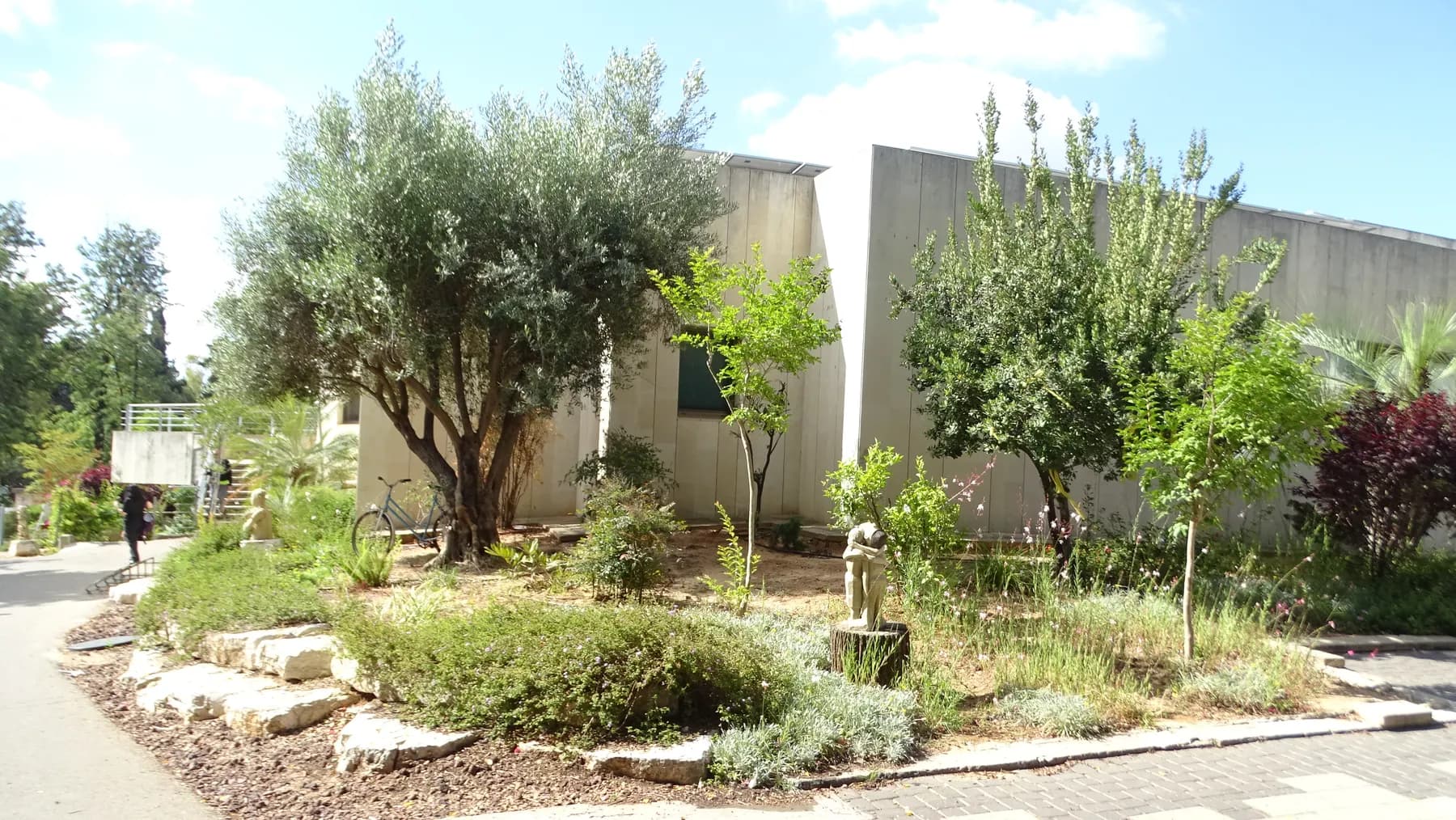 A garden with an olive tree, young trees and shrubs in front of a white building in Na'an.