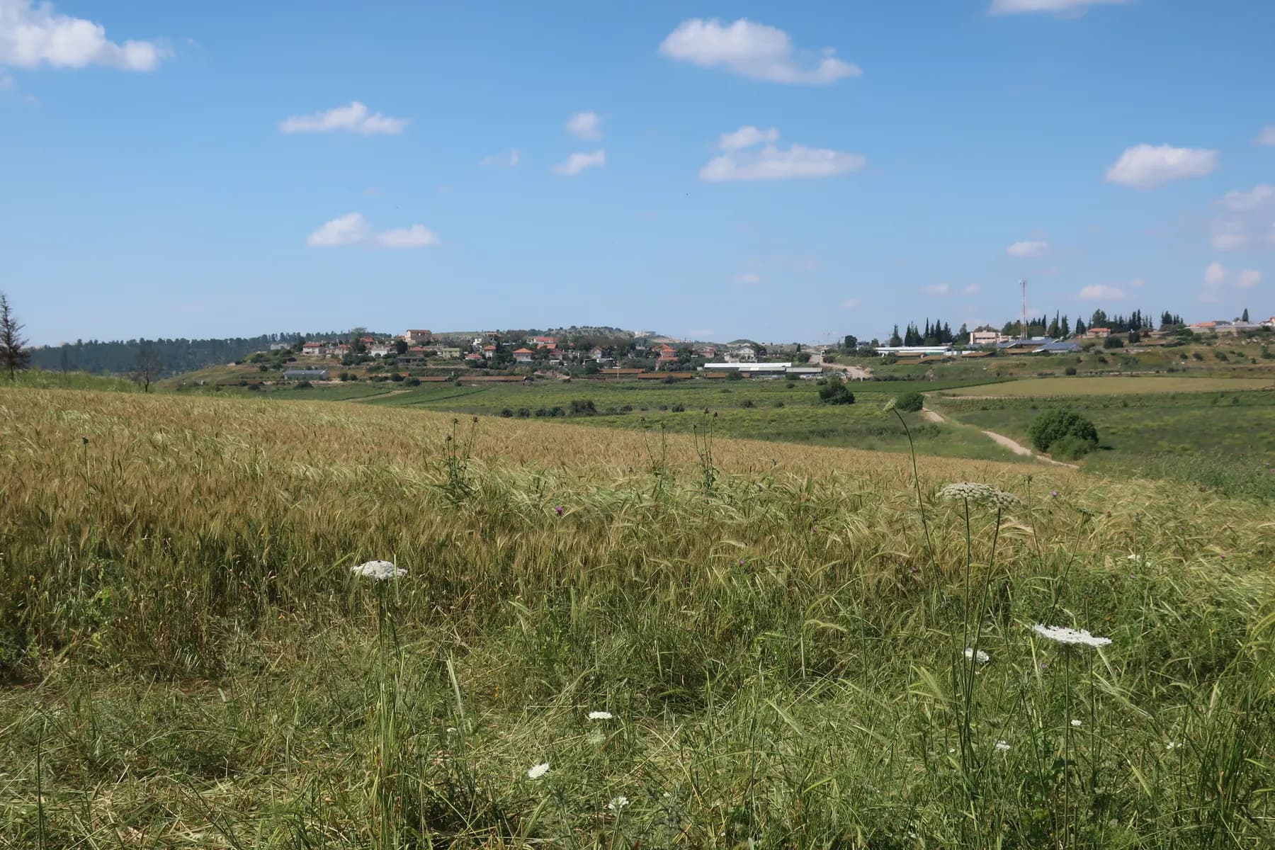The houses of Neve Michael along a low hill, seen across a grassy field with wild flowers under a blue sky with small clouds.