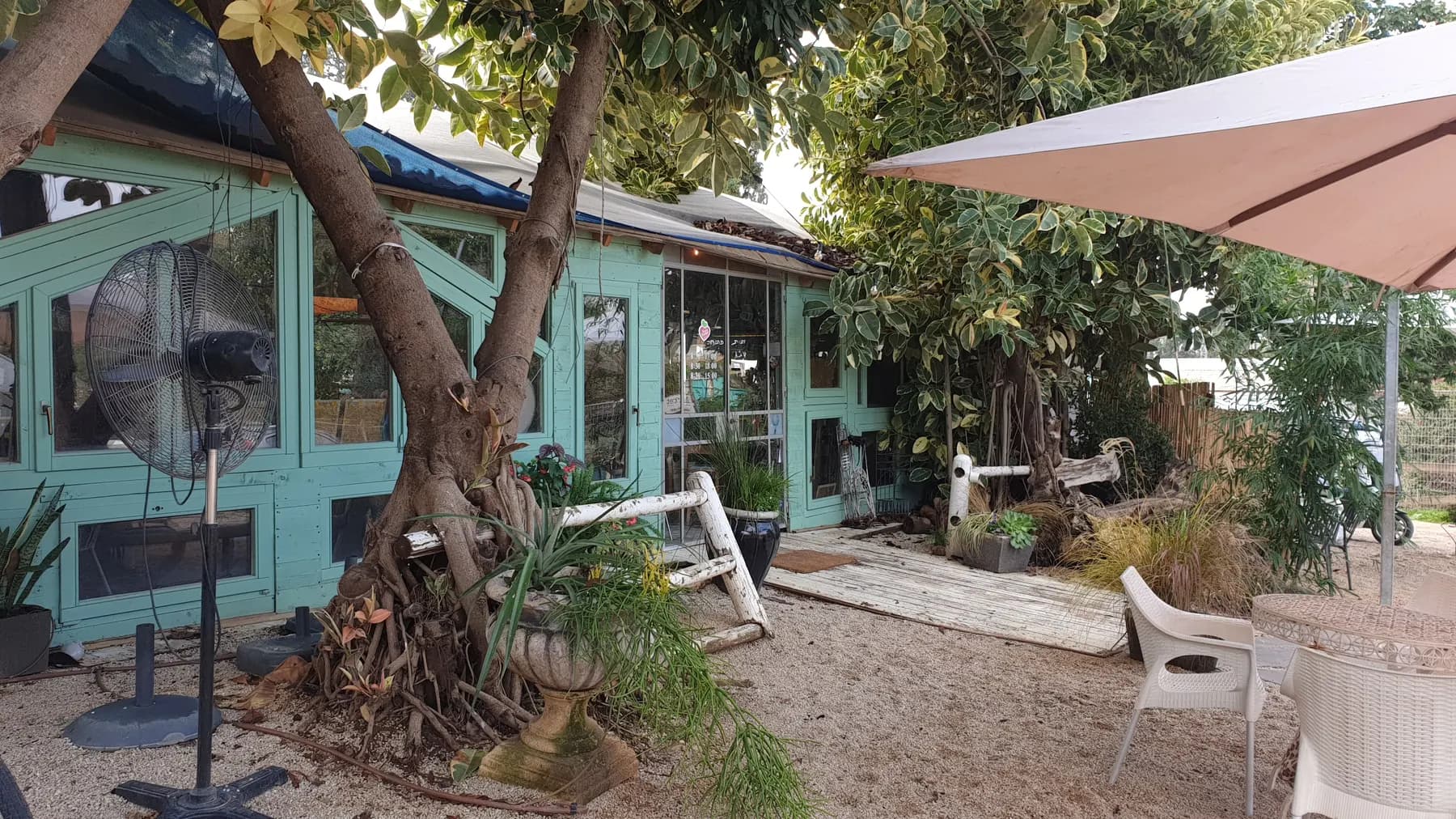 A small café with turquoise-framed glass walls under a large ficus tree, with garden chairs and a parasol on a sandy yard, in Pardes Hanna