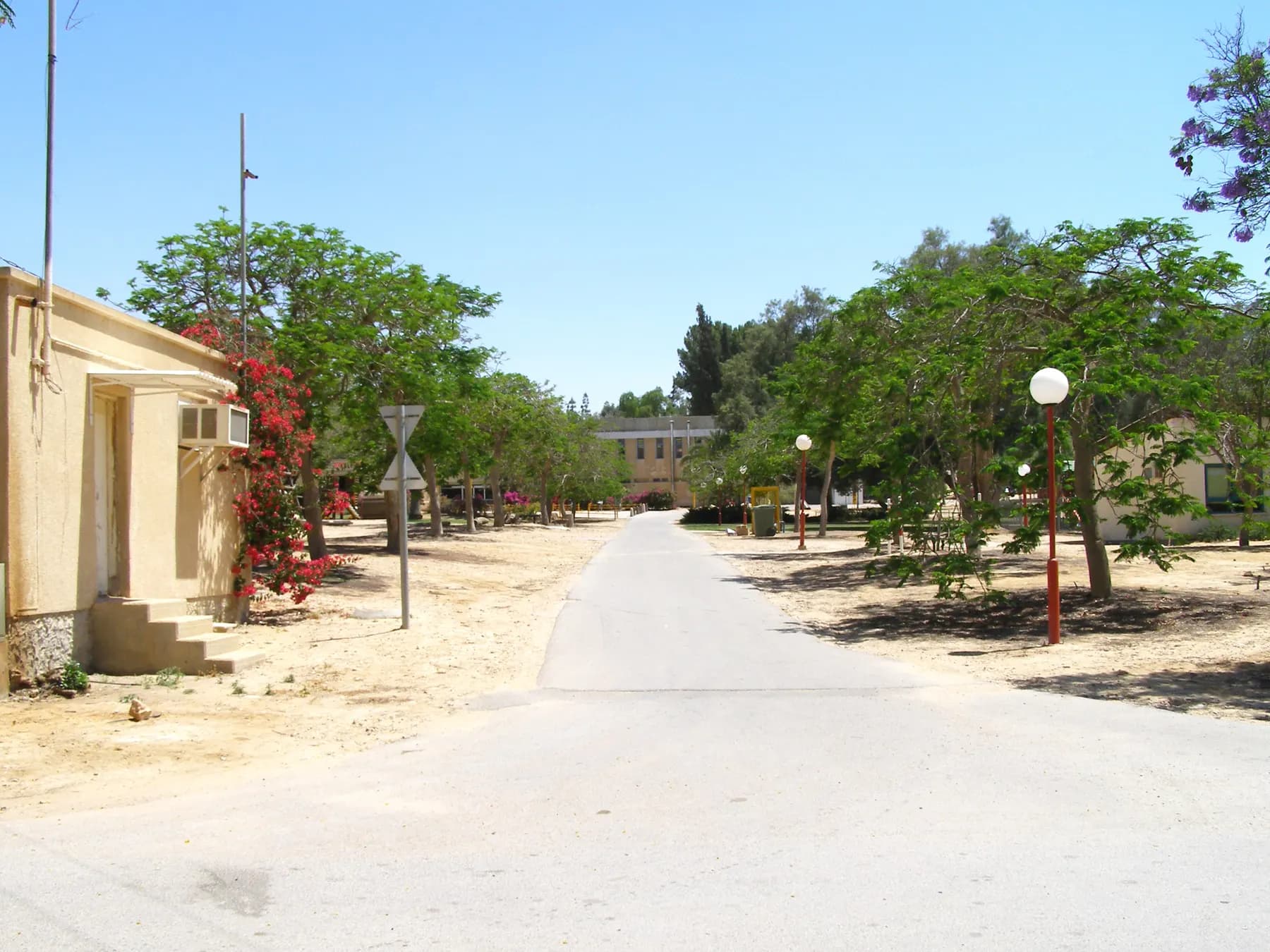 A quiet street lined with trees and low buildings in Revivim, with bougainvillea against a wall.