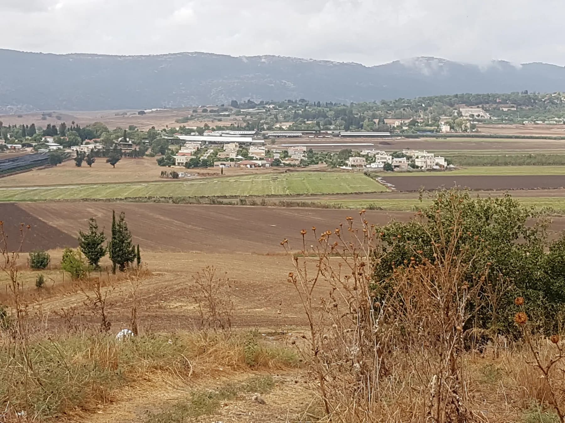 A view over ploughed and green fields to the white houses and farm sheds of Sde Ya'akov, with a wooded hill and a mountain ridge behind and dry thistles in the foreground.