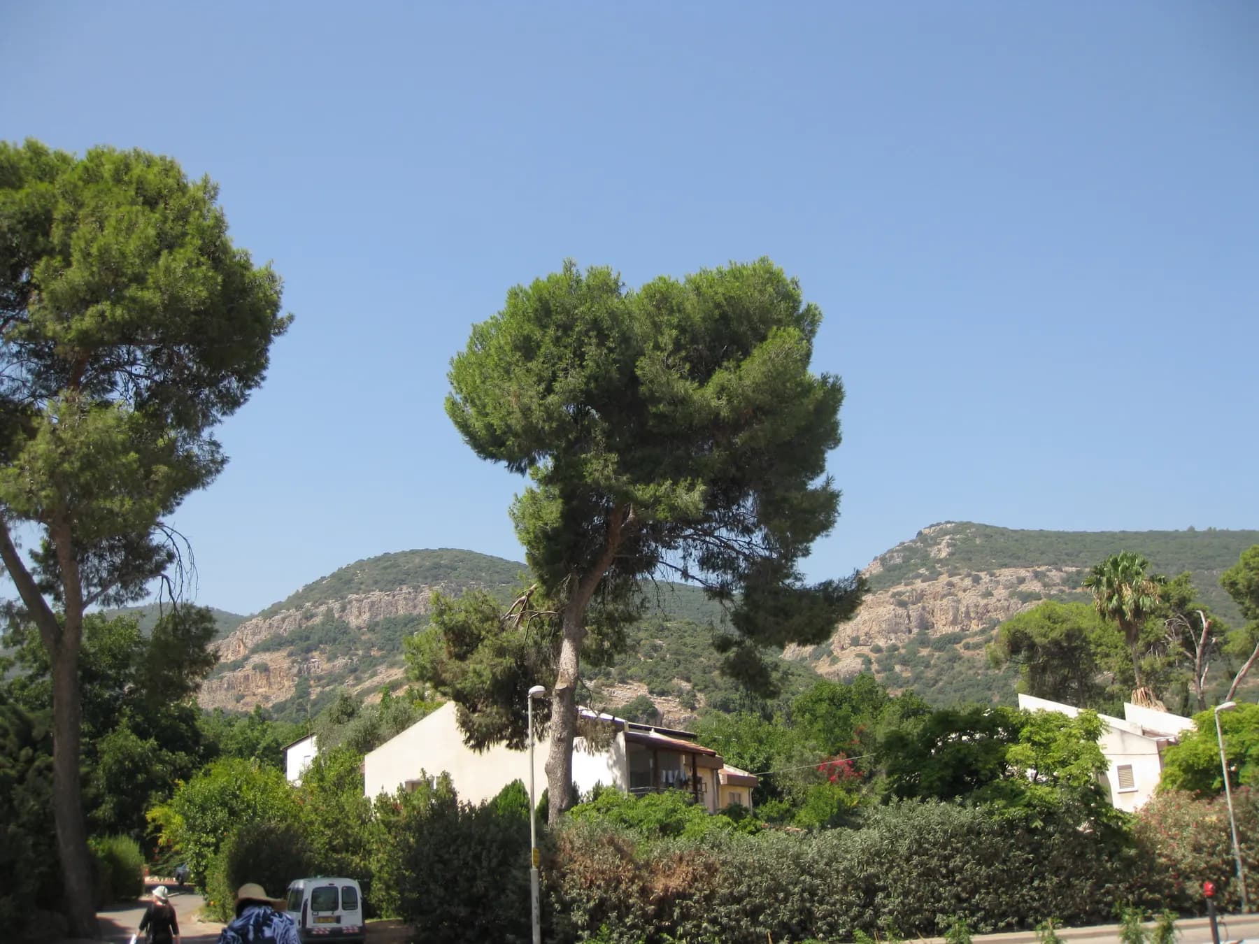White houses among pine trees and gardens in Kibbutz Yagur, with the rocky slopes of Mount Carmel rising behind them.