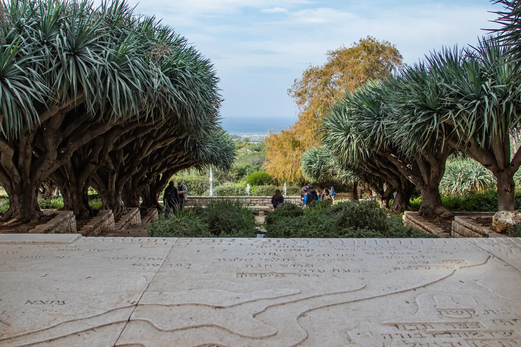 Dragon trees in the Ramat Hanadiv memorial gardens, framing a view down to the sea