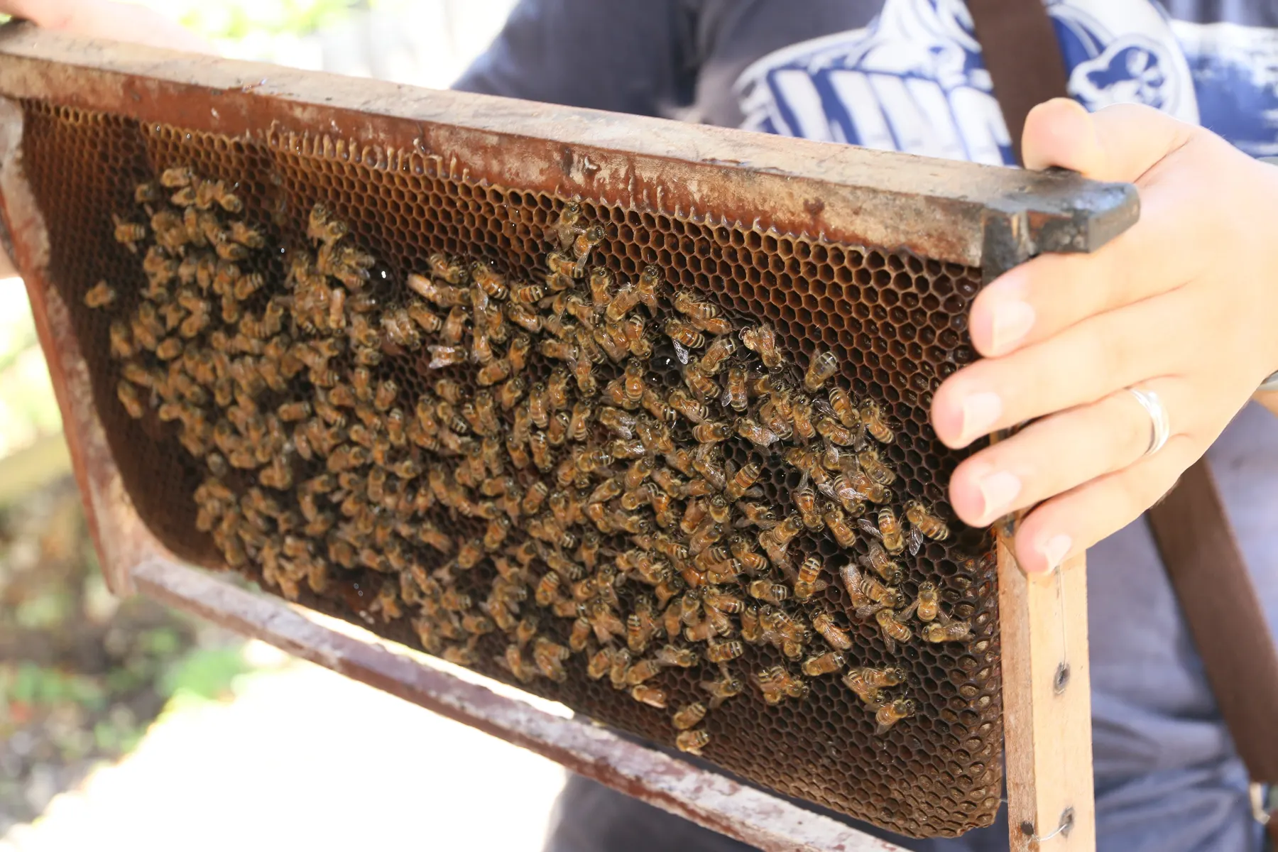 A hand holding up a wooden hive frame, its comb covered with honeybees.