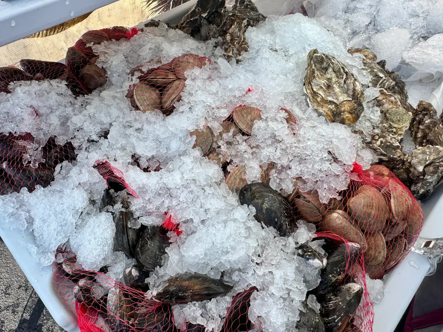 Fresh oysters on crushed ice