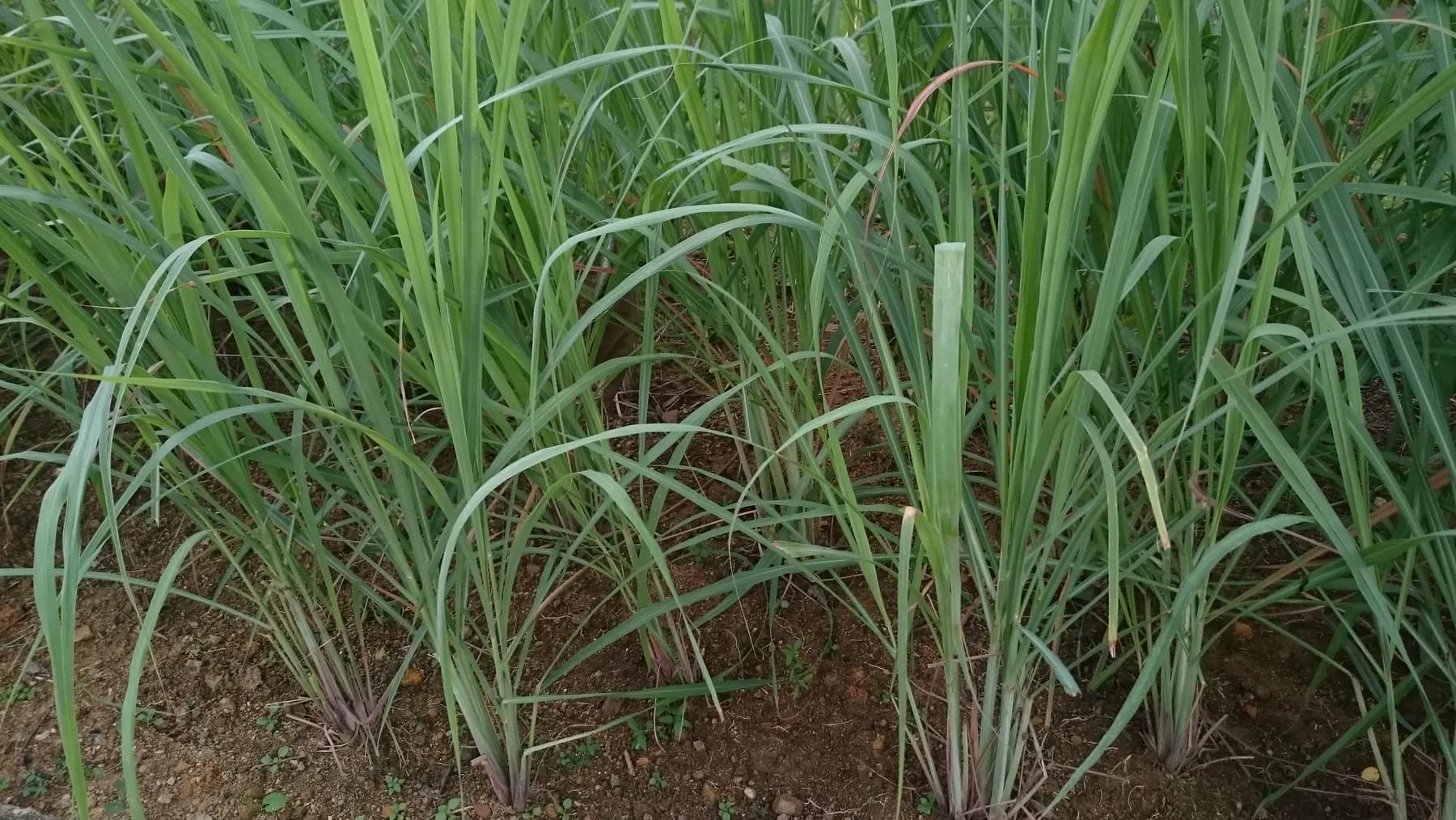 Lemongrass growing in a bed of bare soil