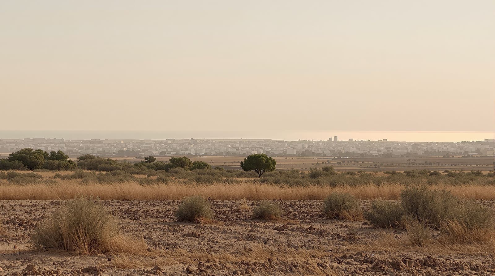 Illustration of a distant pale coastal skyline seen across open scrub farmland at dusk under a hazed sky.