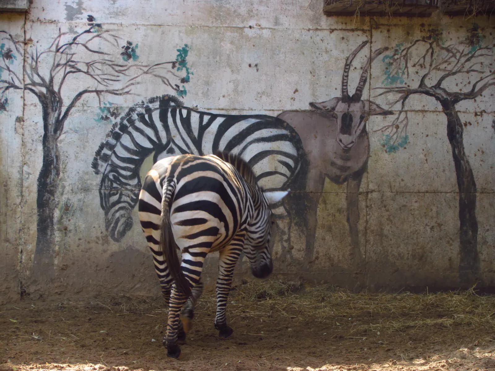 Zebras in front of a painted savannah wall at the Hai-Kef zoo in Rishon LeZion