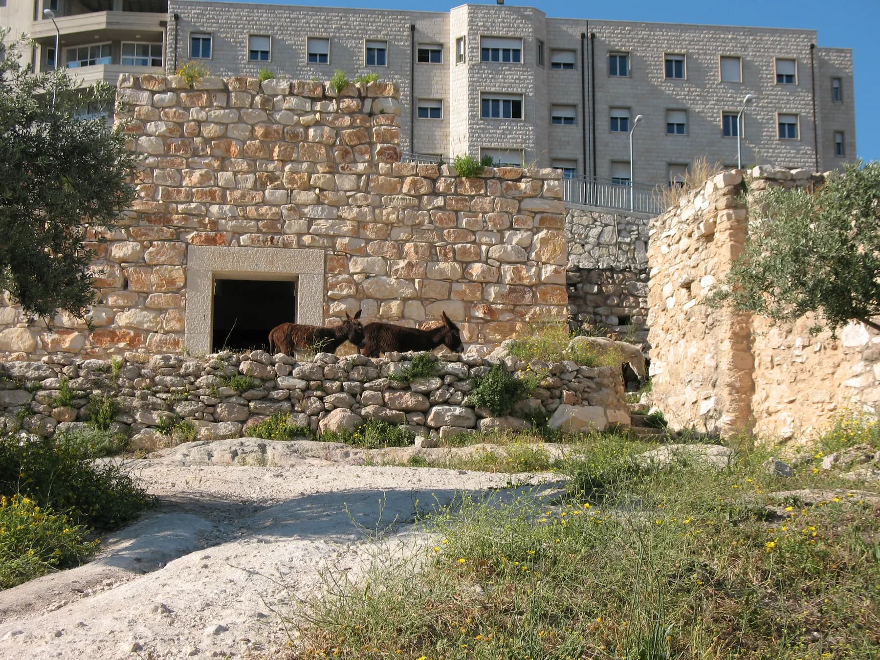 Donkeys in front of a reconstructed stone building at Nazareth Village