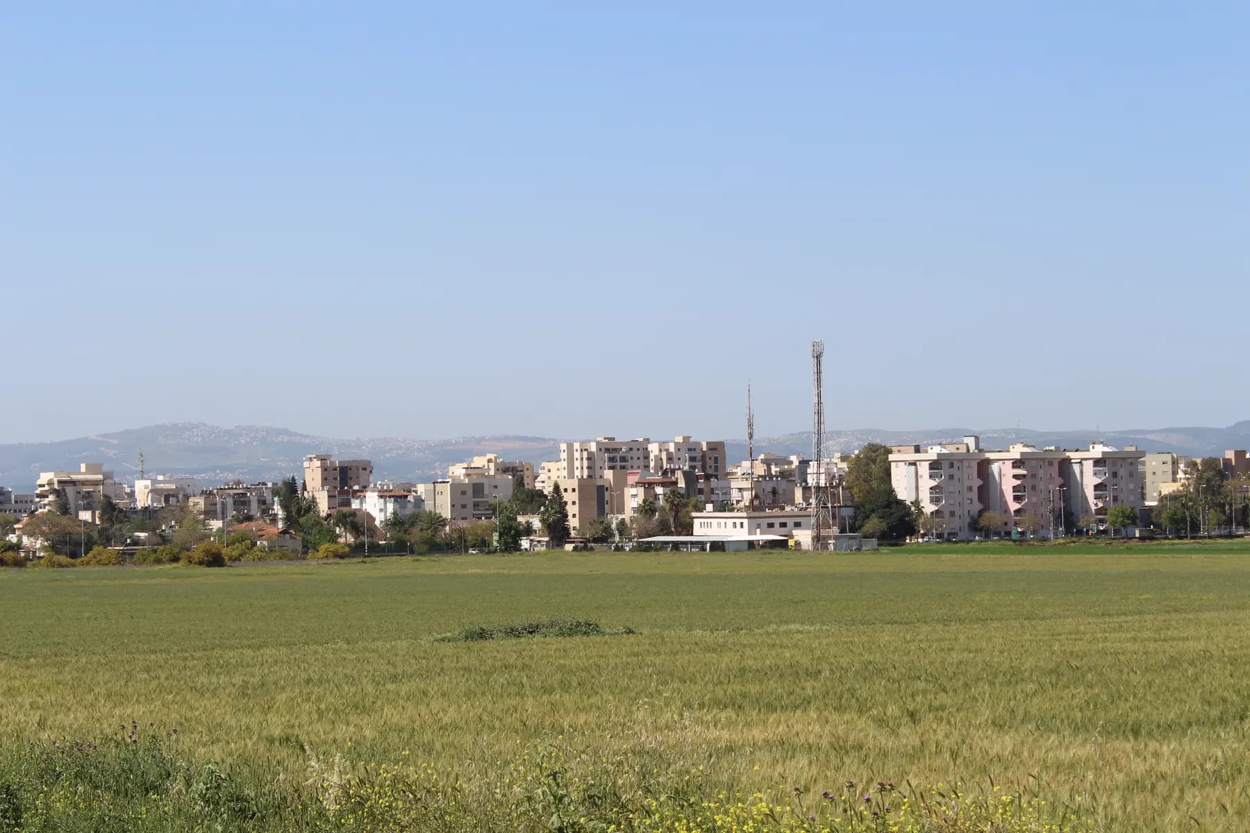 Apartment blocks on the edge of Afula seen across a wheat field, with hills behind.