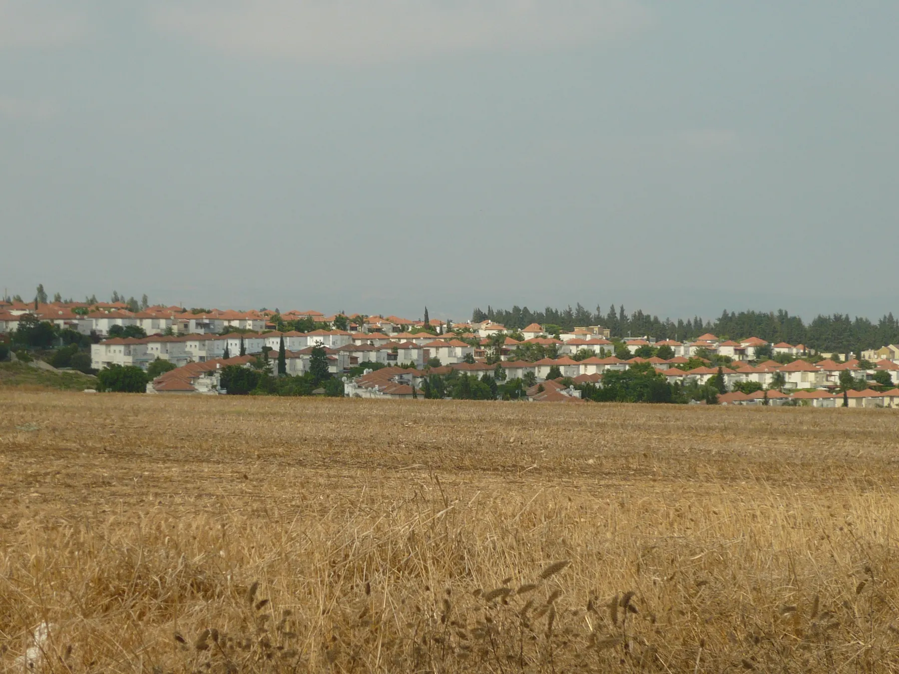 Rows of white houses with red roofs in Ahuzat Barak beyond a field of ripe wheat, with a line of trees behind them under a grey sky.