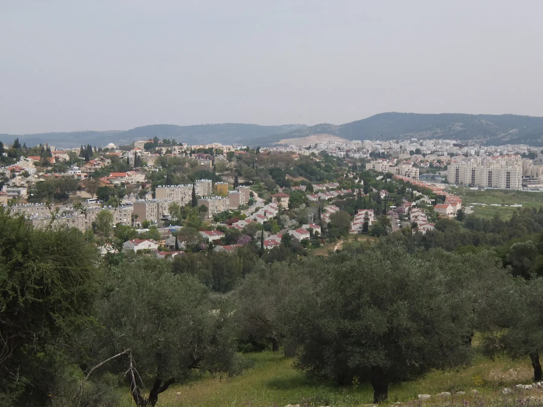 Houses and apartment blocks of Beit Shemesh seen from the south, with olive trees in front and wooded hills behind.