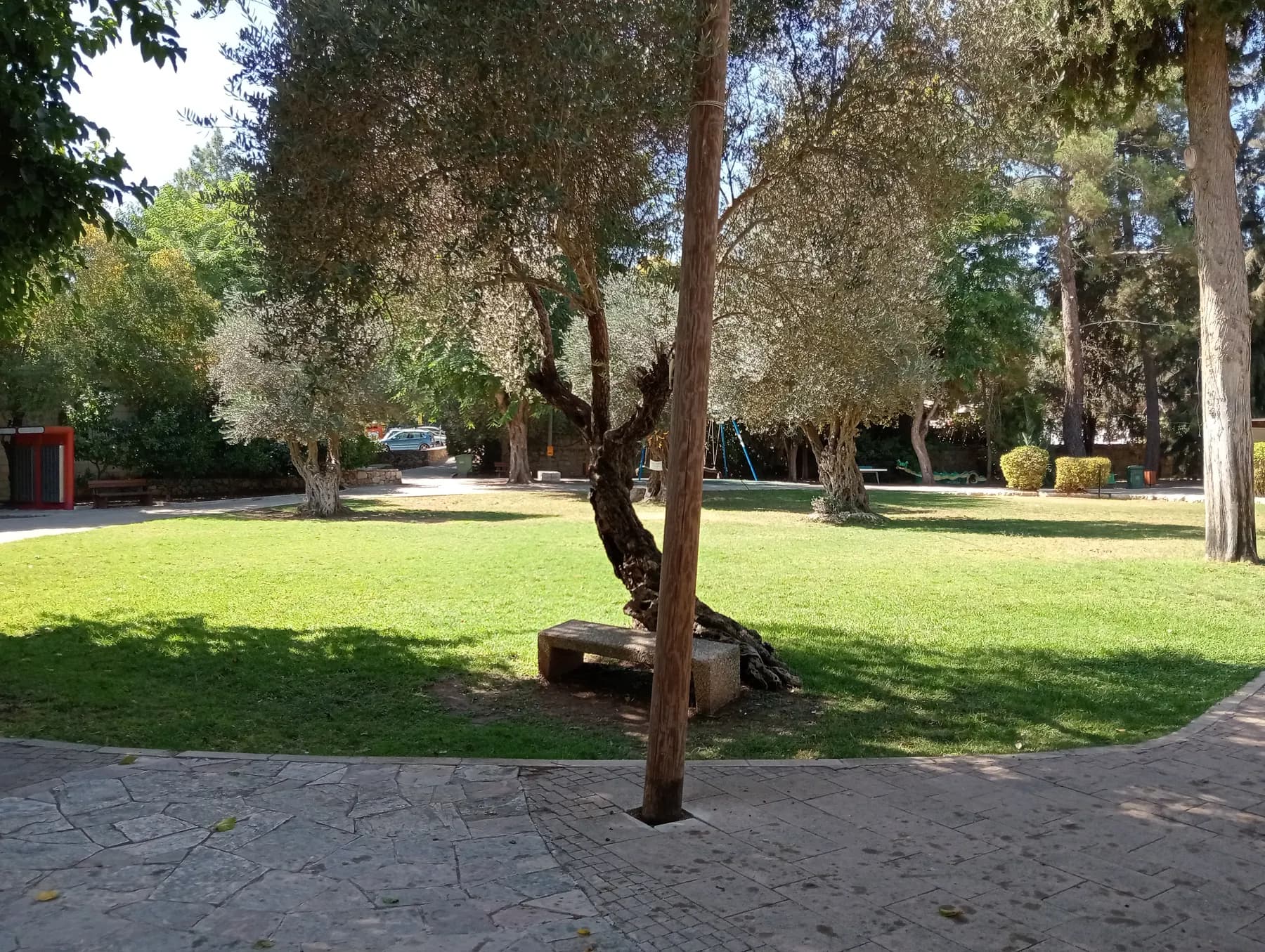 A public garden in Beit Zayit with a wide lawn, old olive trees and a stone bench beside a paved path, with tall pines and a playground beyond.