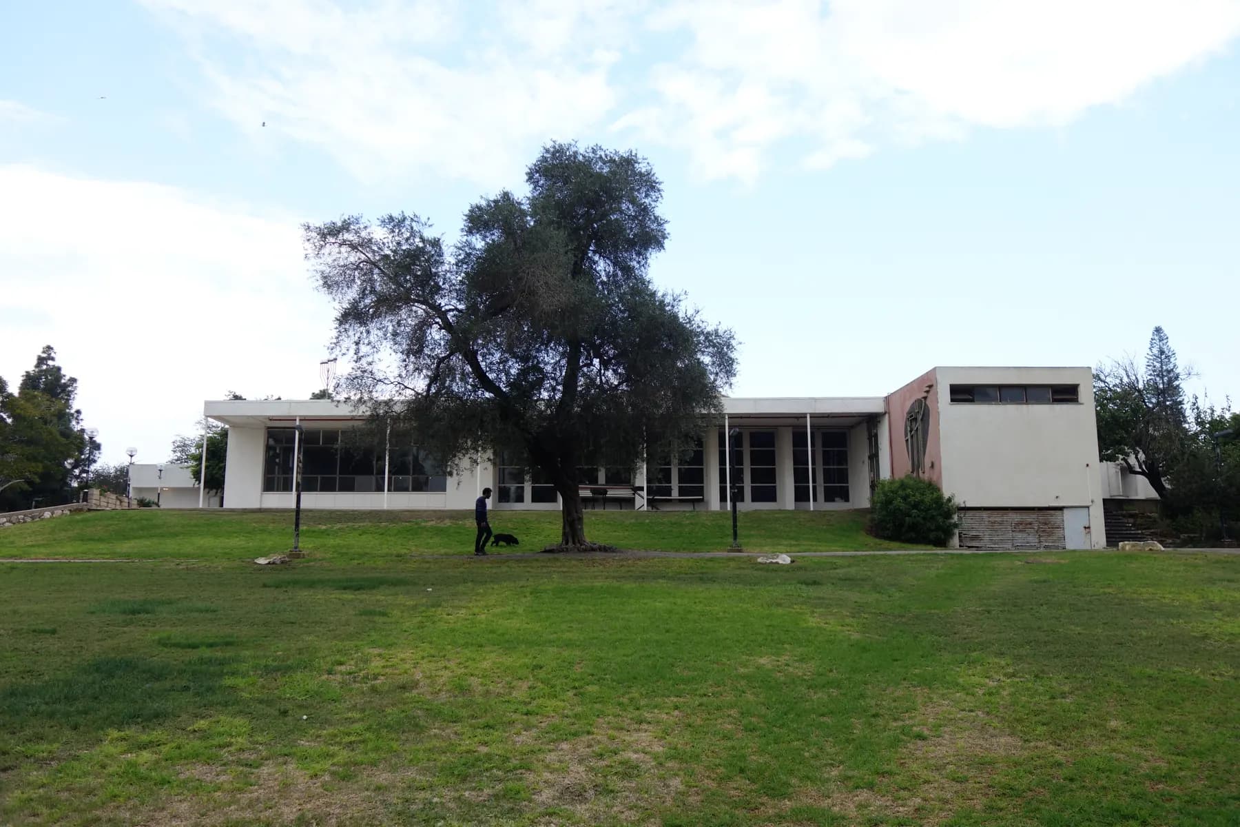 A long modernist building with large windows behind a wide lawn and an olive tree in Dalia.