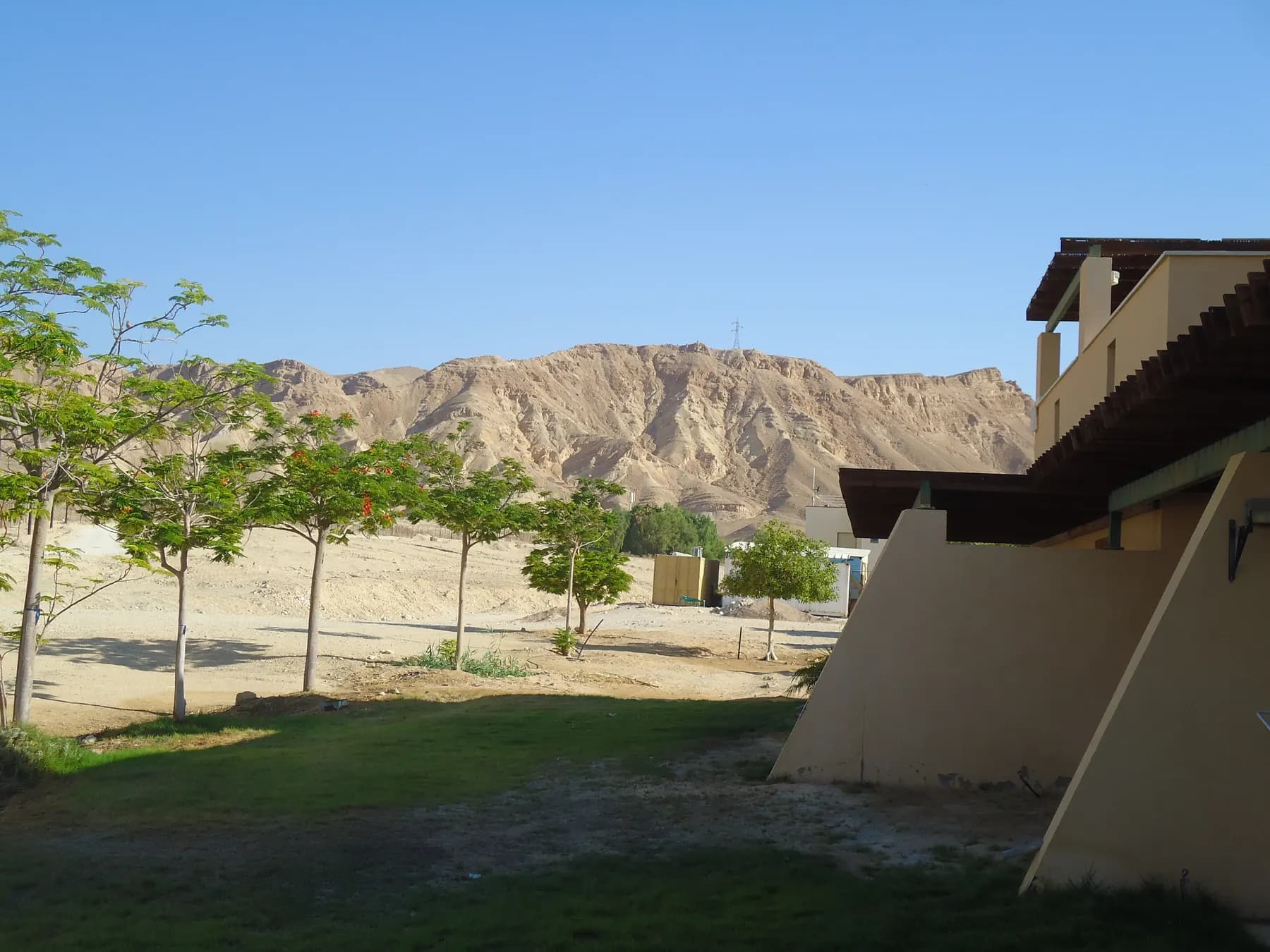 Young trees and a lawn beside a low building with a pergola in Eilot, with a bare desert mountain behind.
