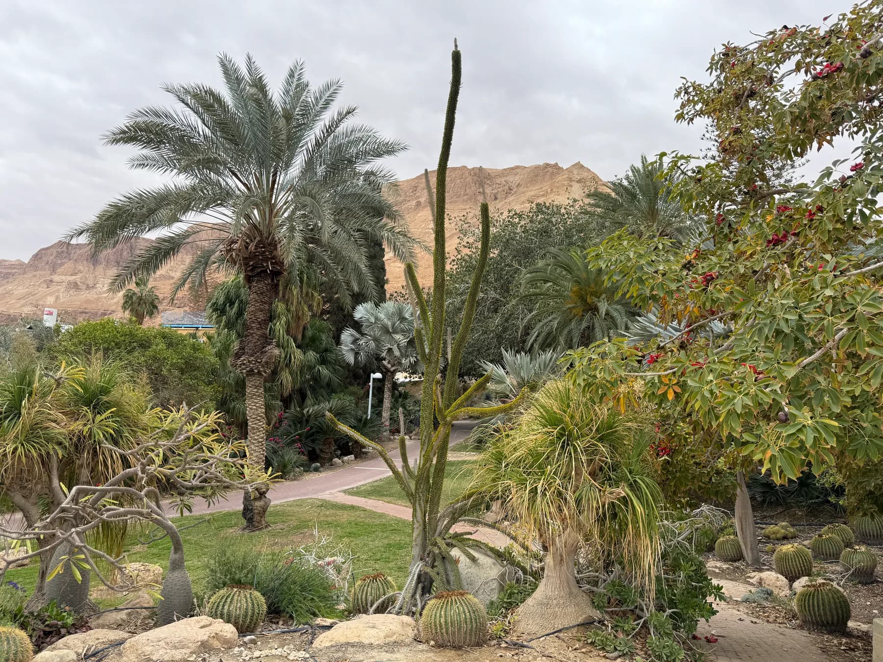 Date palms, cacti and desert plants in a garden in Ein Gedi, with bare cliffs rising behind.