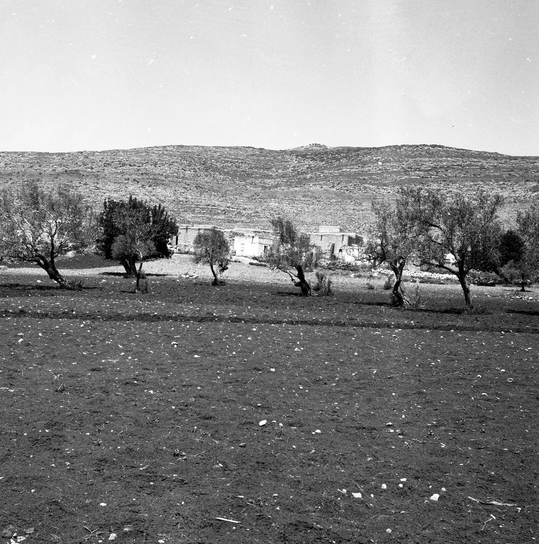 An old black-and-white photograph of stone houses among olive trees in Kafr Manda, with a rocky hill behind.