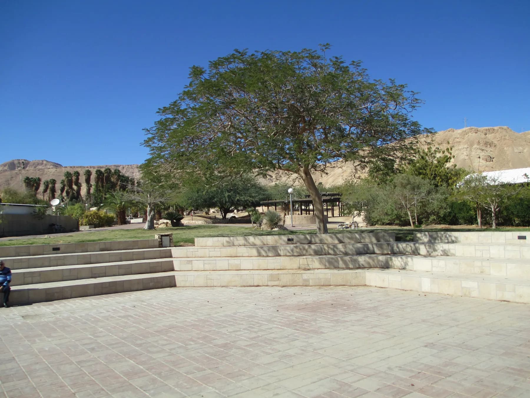 Stone steps around a paved plaza under a large spreading tree in Ketura, with lawns and desert mountains behind.