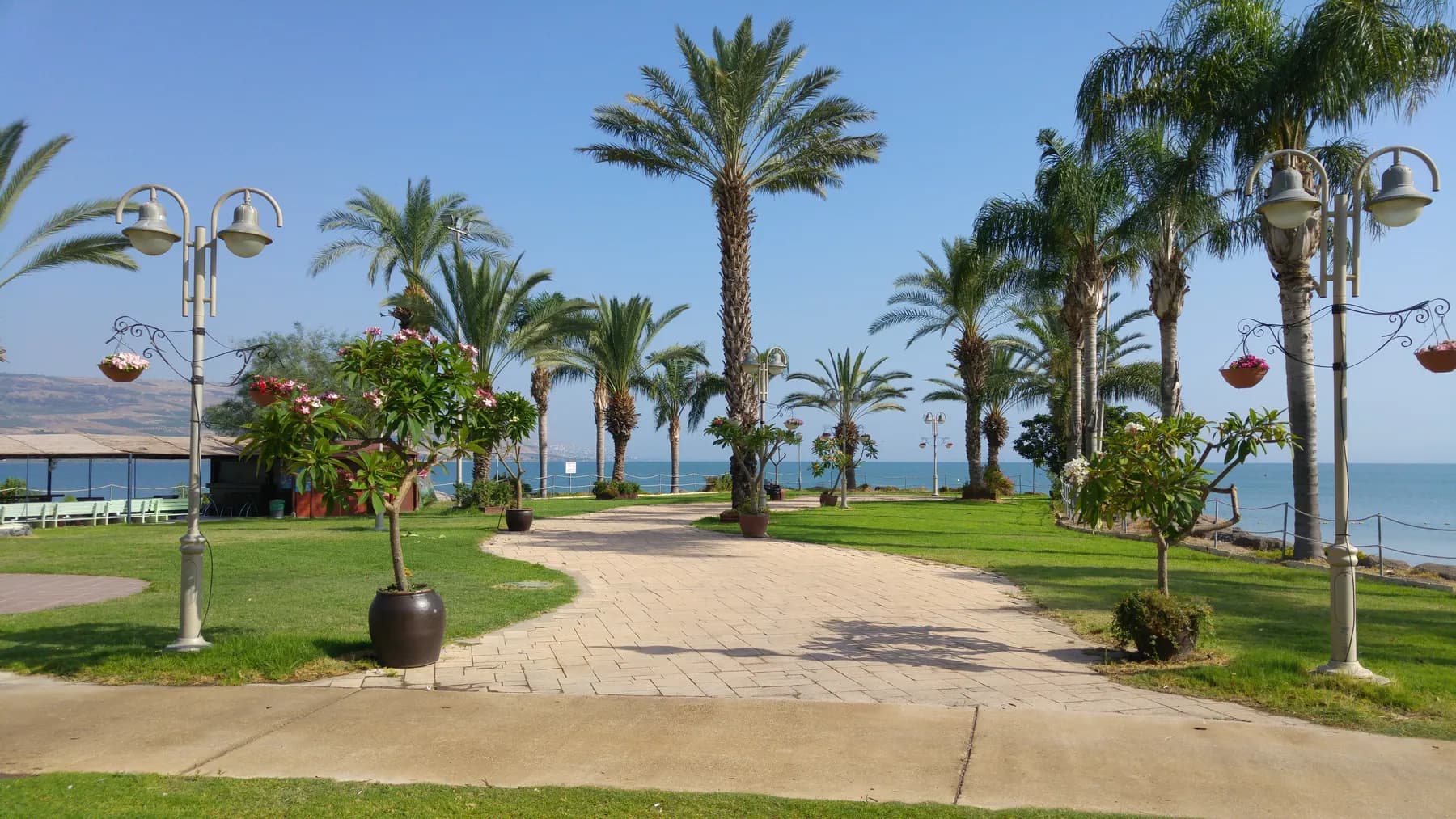A paved path through lawns lined with palm trees and lamp posts in Ma'agan, with the lake glimpsed beyond.