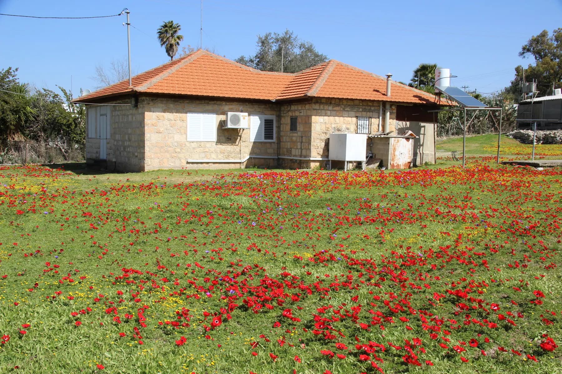 A single-storey stone house with an orange tiled roof in Me'ona, behind a field carpeted with red anemones.