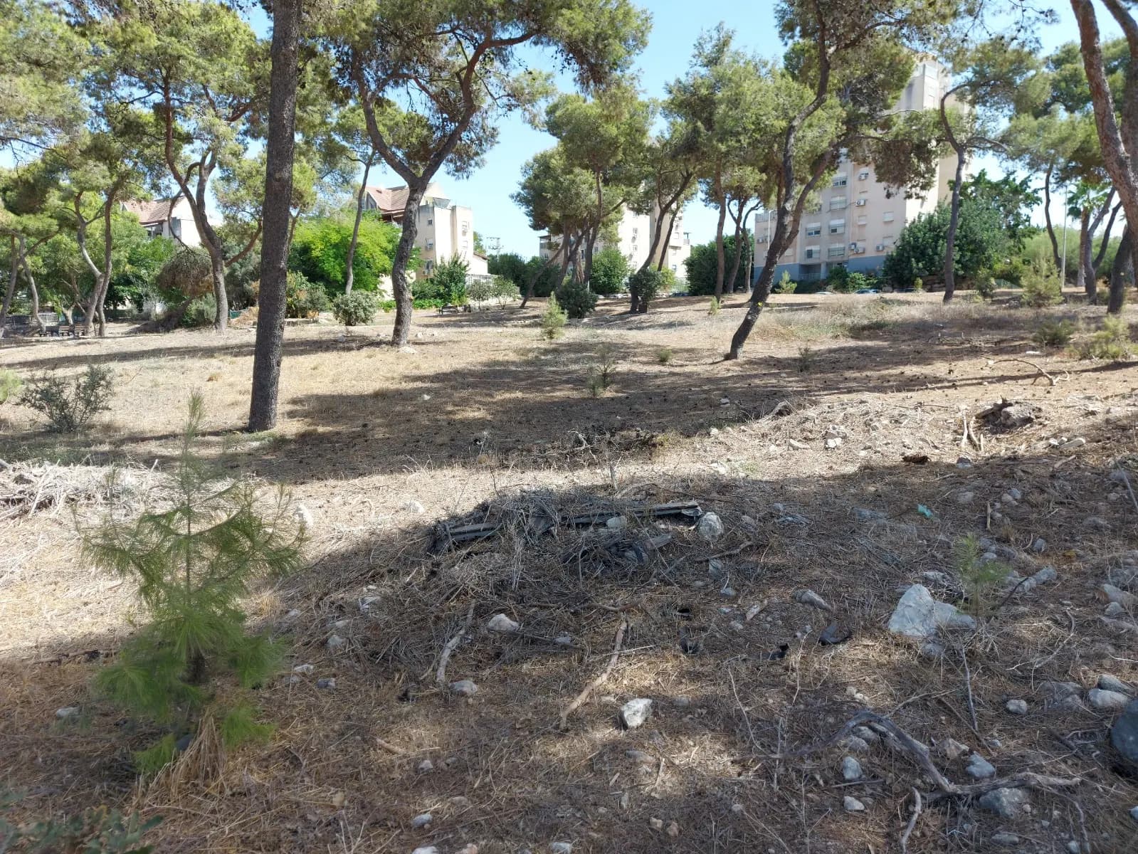 Pine trees in the antiquities park in Migdal HaEmek, with apartment buildings behind them.