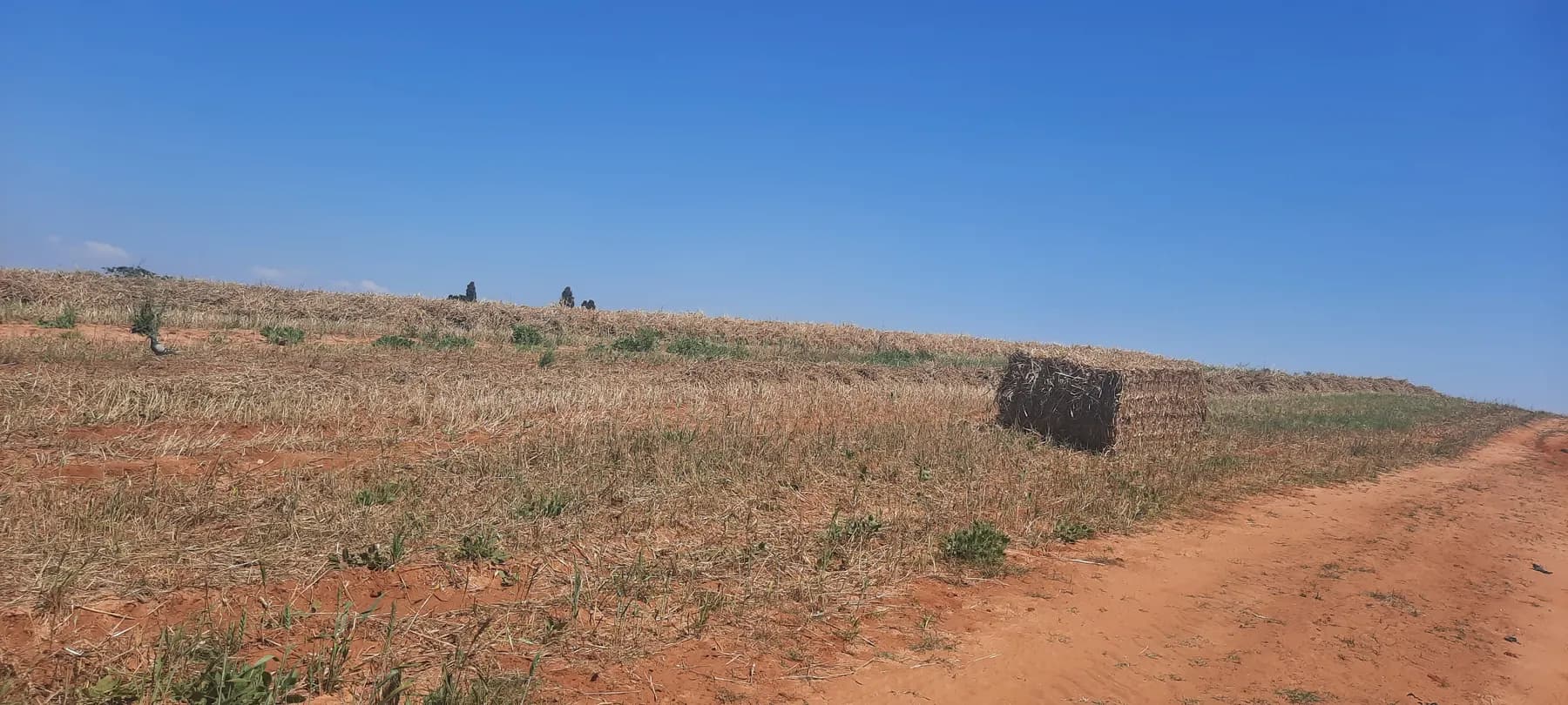 A harvested wheat field on red soil in Pardes Hanna-Karkur, with a hay bale and a dirt track