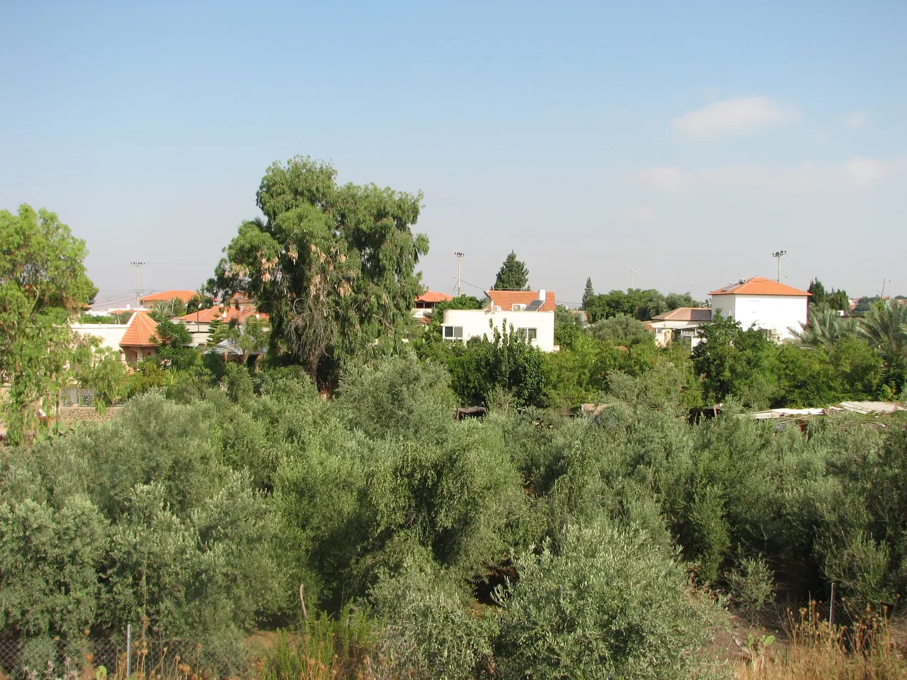 Houses with red tiled roofs among trees and palms in Poria – Neve Oved, beyond a field of green shrubs.