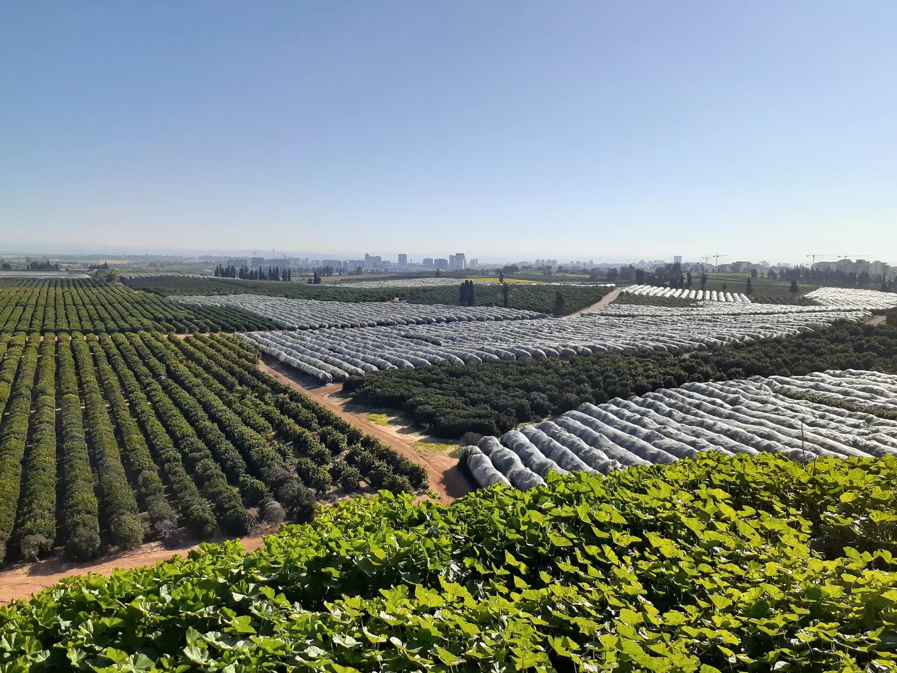 Orchards and rows of covered crops on the edge of Ra'anana, with city buildings on the horizon.