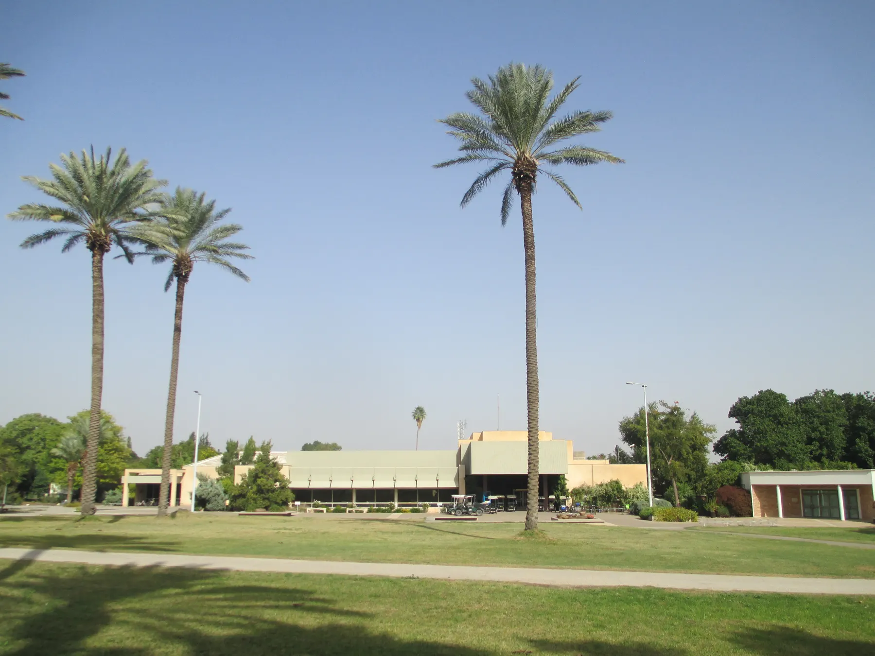 Three tall date palms on a wide lawn in Sde Eliyahu, with the low, flat-roofed dining hall and trees behind them.