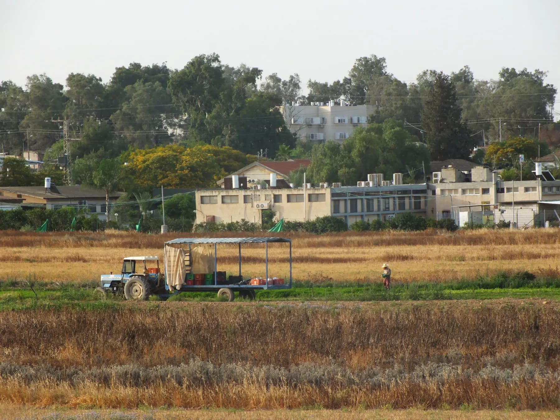 A tractor pulling a covered trailer across a field at the edge of Tifrah, with low buildings, a taller block and trees behind.