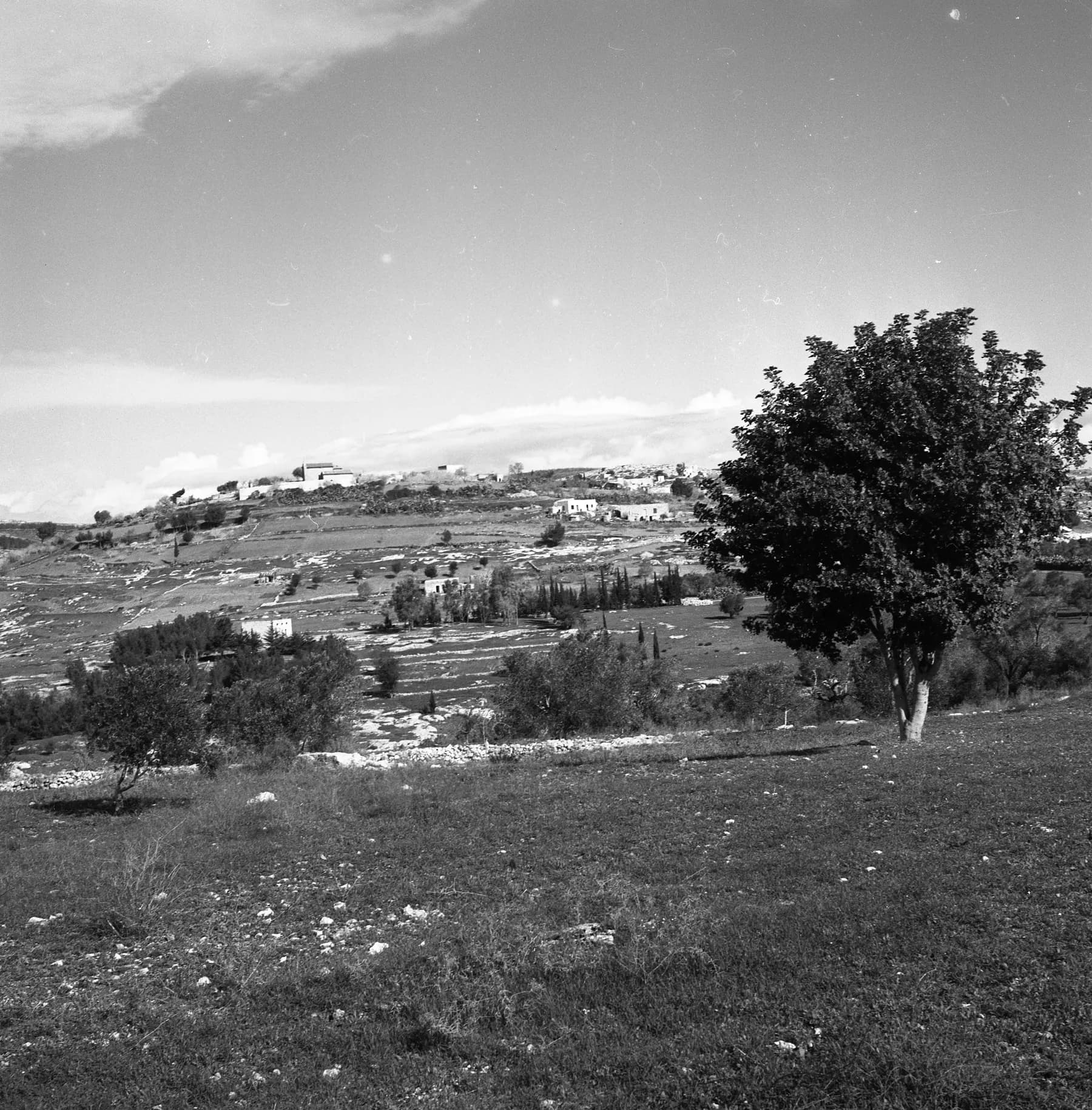 An old black-and-white photo of houses along a hilltop at Yafa an-Naseriyye, above terraced fields and olive trees, with a lone tree in front.