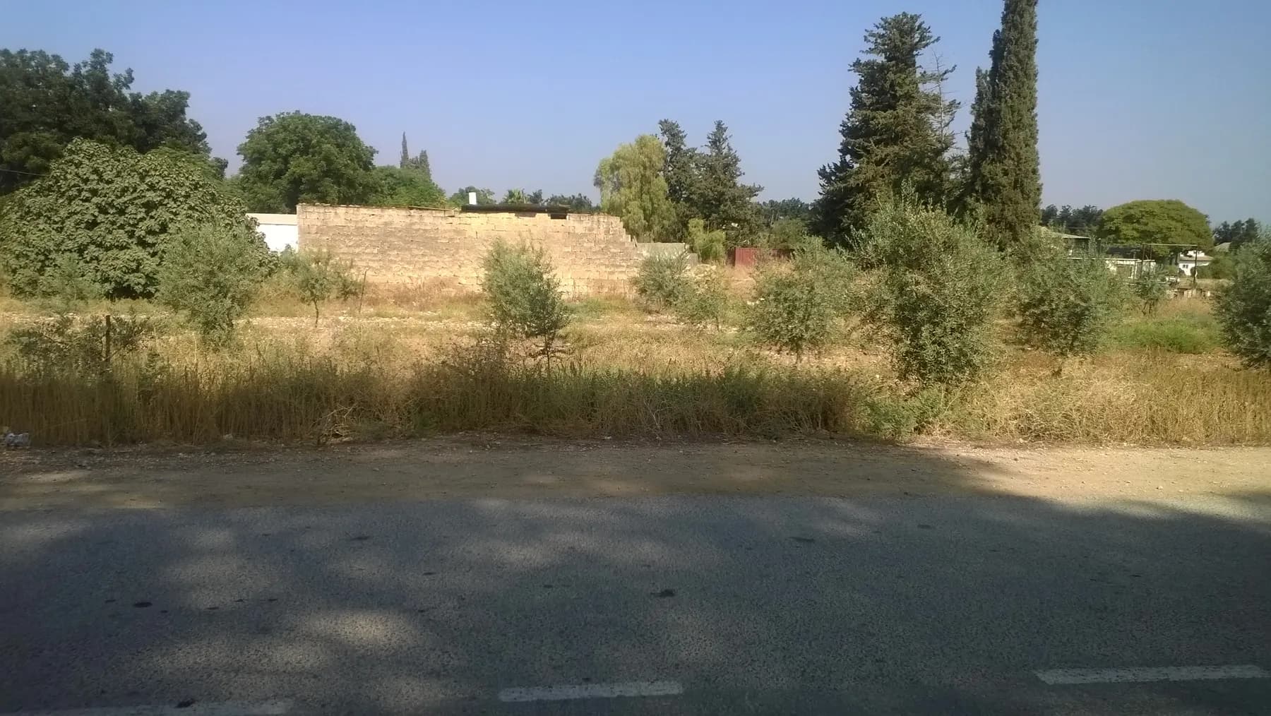 A long low wall of pale stone behind young olive trees and dry grass in Yesud HaMa'ala, with tall cypresses and leafy trees beyond.