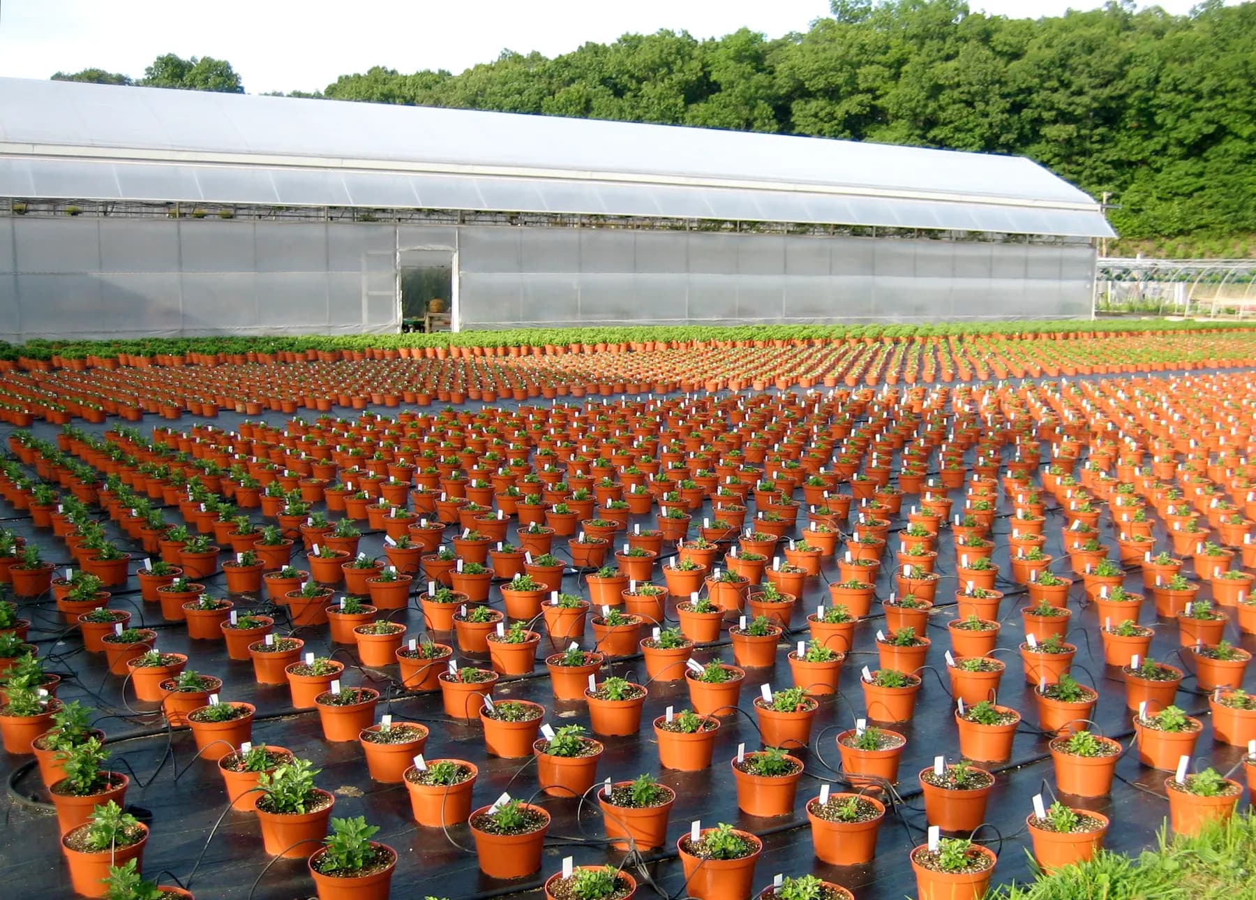 Rows of potted chrysanthemums at a plant nursery, a greenhouse behind.