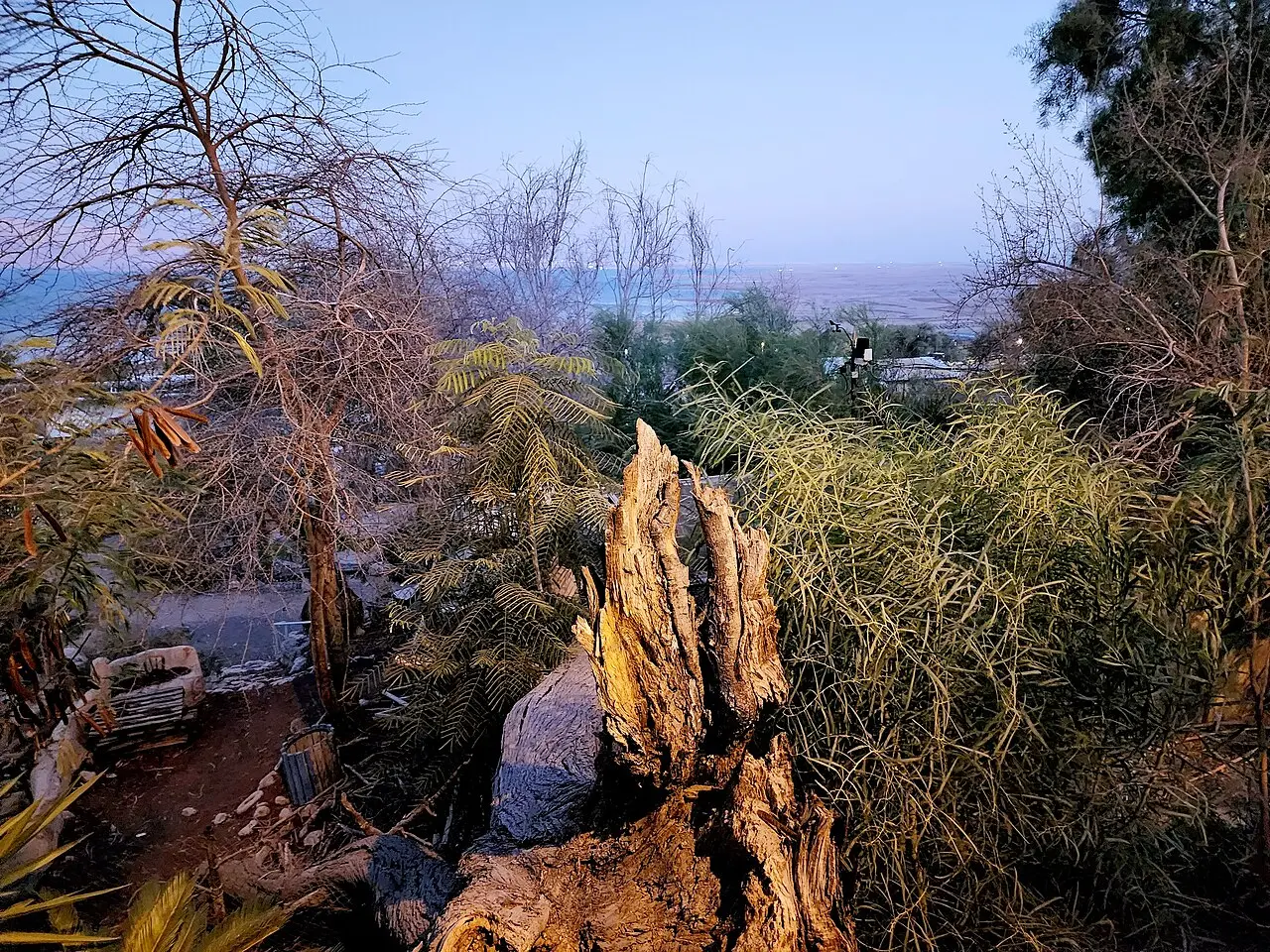 Cactus and desert trees in the botanical garden at Ein Gedi, the Dead Sea beyond