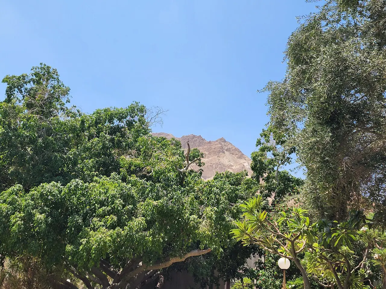 Tall trees in the Ein Gedi botanical garden, the desert cliffs behind them