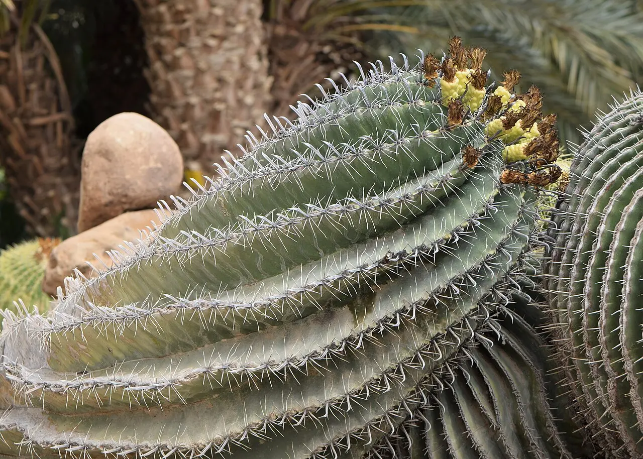 Barrel cacti of the species Ferocactus latispinus in the Ein Gedi botanical garden