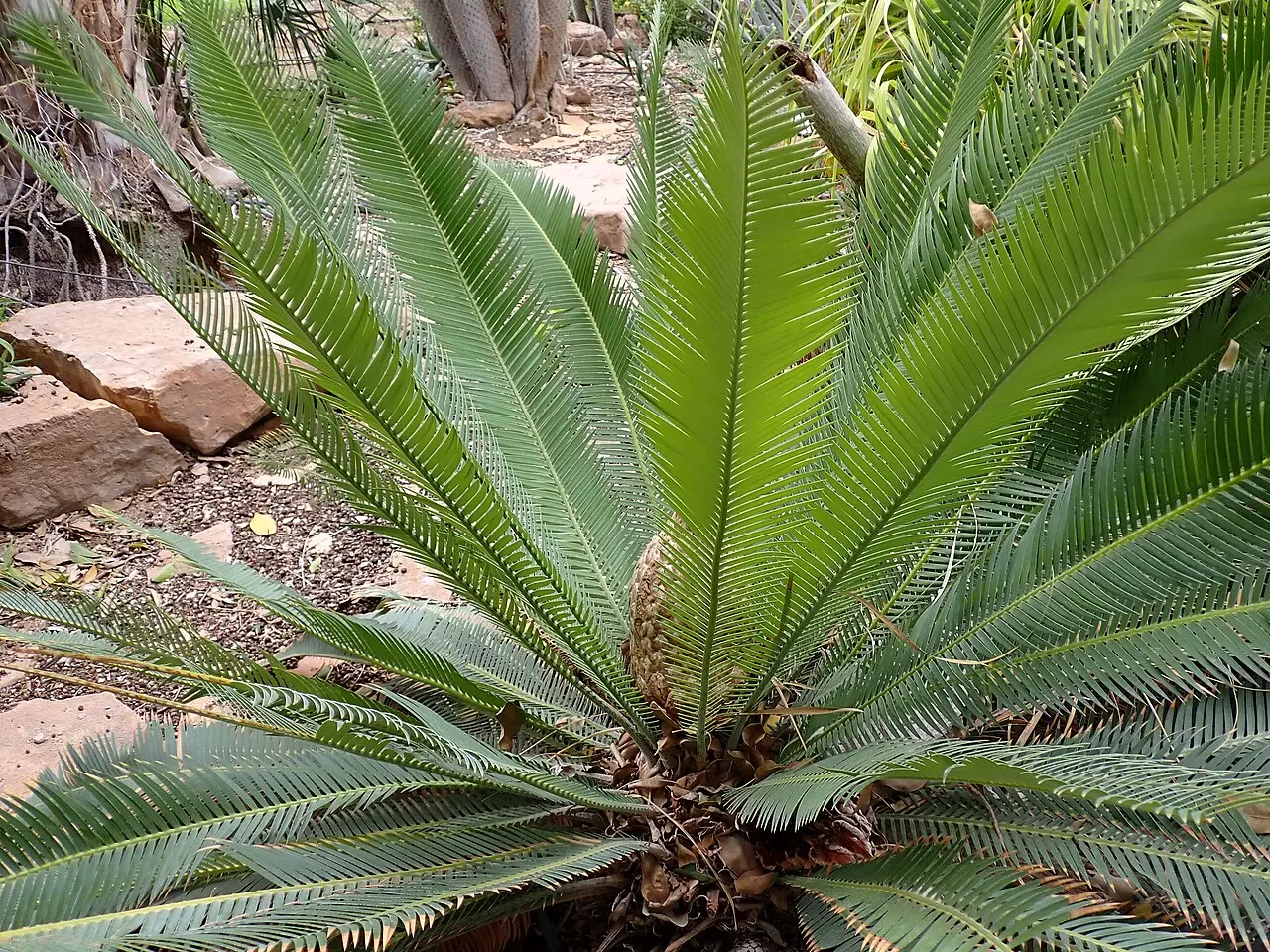 A cycad, Dioon edule, growing in the Ein Gedi botanical garden