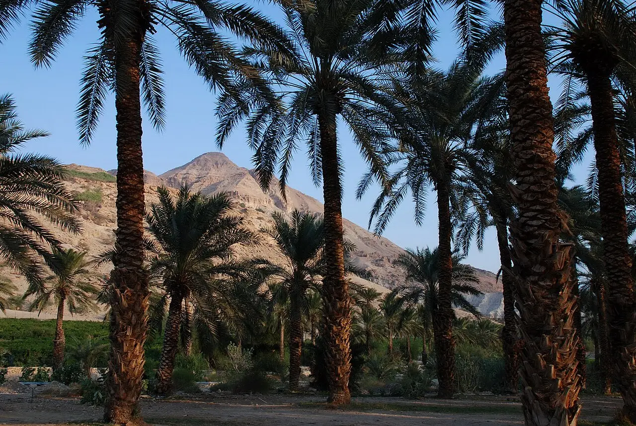 Date palms at Ein Gedi with the desert hills behind them