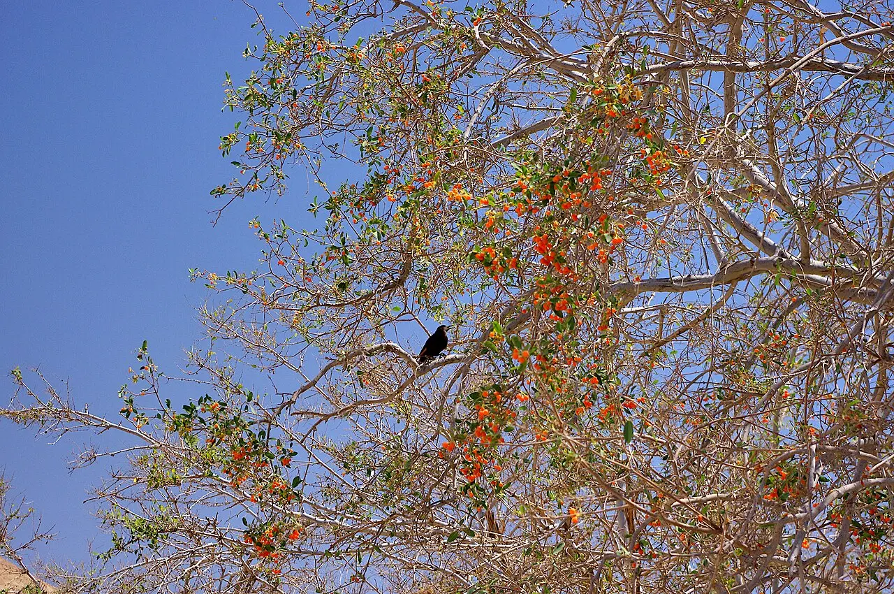A Cordia sinensis tree in fruit in the Ein Gedi reserve, a bird perched in its branches